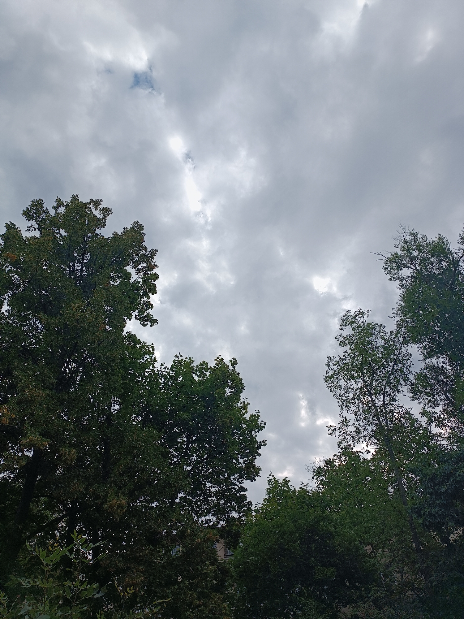 The image shows a view of the sky from below, looking upwards through the branches of trees. The sky is overcast with a mix of dark and light grey clouds, with some patches of lighter sky and what appears to be a break in the clouds allowing a glimpse of blue. The trees are lush and green, with dense foliage. The perspective suggests the viewer is standing in a park or a residential area with mature trees. Without additional context or landmarks, it is impossible to definitively pinpoint the exact location within Chișinău, Moldova. However, the presence of mature trees is common in many green spaces and neighborhoods throughout the city.