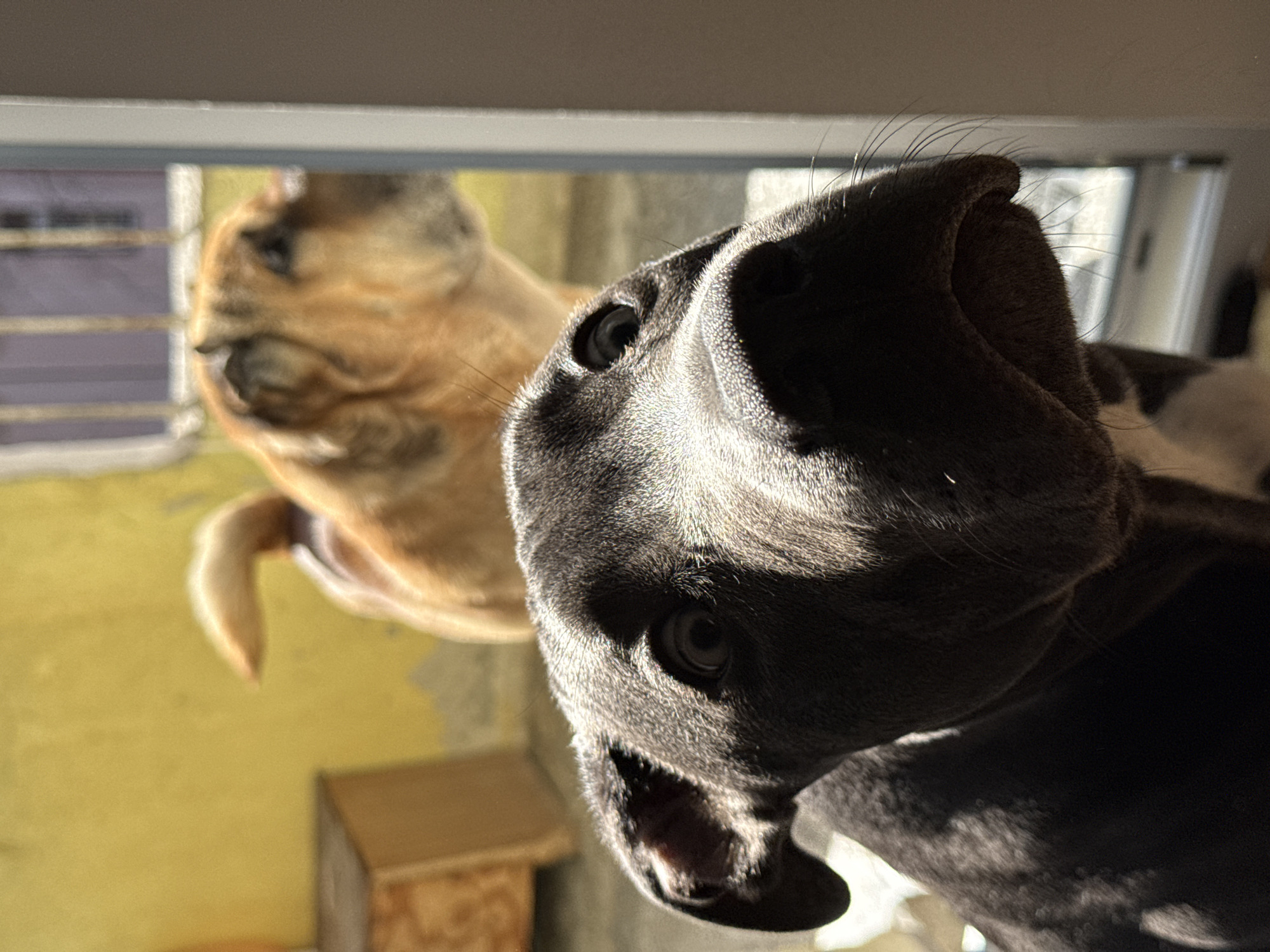 Two dogs are peering into the camera from above. The dog closest to the camera is gray with an open mouth. Behind it is a tan dog. The background is blurry, but shows a yellow wall, a wooden box, and a window with blinds. The location, Varna, Bulgaria, is not determinable from the image.