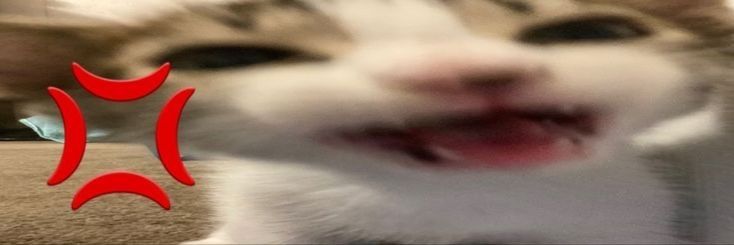 The image shows a close-up of a cat's face. The cat is looking directly at the camera and has its mouth open, revealing its tongue. The cat appears to be smiling, and its eyes are closed. The cat is a tabby and white, with a white muzzle and pink nose. There is a large red angry face emoji overlaid in the foreground, positioned to the left of the cat's face. The background is blurred and out of focus. It is impossible to determine the location based on the image.