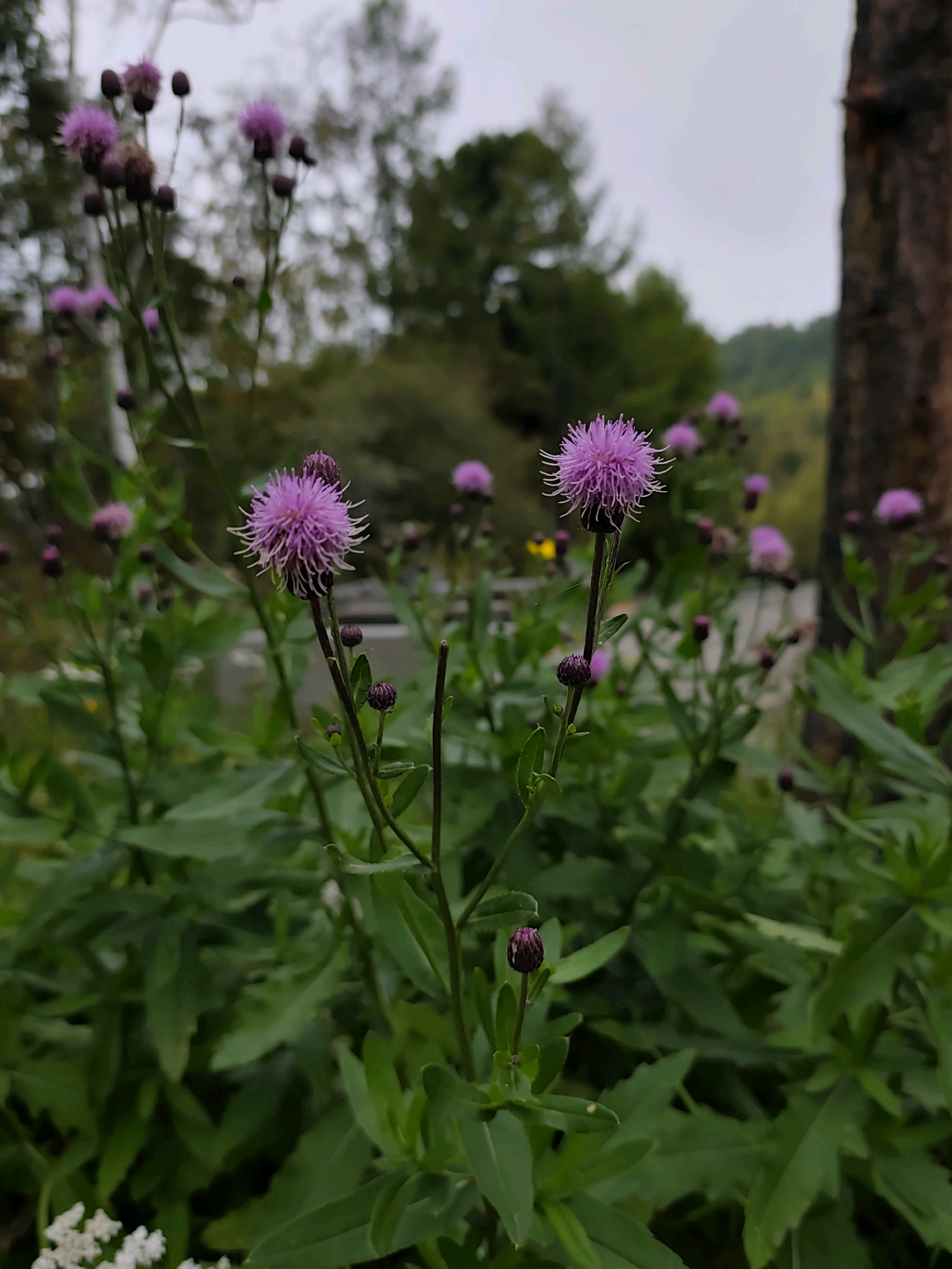 In a naturalistic outdoor setting in Listvyanka, Russia, a cluster of purple thistle-like flowers with spiky petals bloom amidst lush green foliage. The flowers are the primary focus, with some in full bloom and others as tightly closed buds. The background is softly blurred, revealing hints of trees, a tree trunk, and an overcast sky, suggesting a temperate climate. The image captures a moment of natural beauty, with the vibrant purple of the flowers contrasting with the surrounding greenery. There are no people or man-made objects in the immediate vicinity that are clearly distinguishable, emphasizing the wild and natural aspect of the scene.