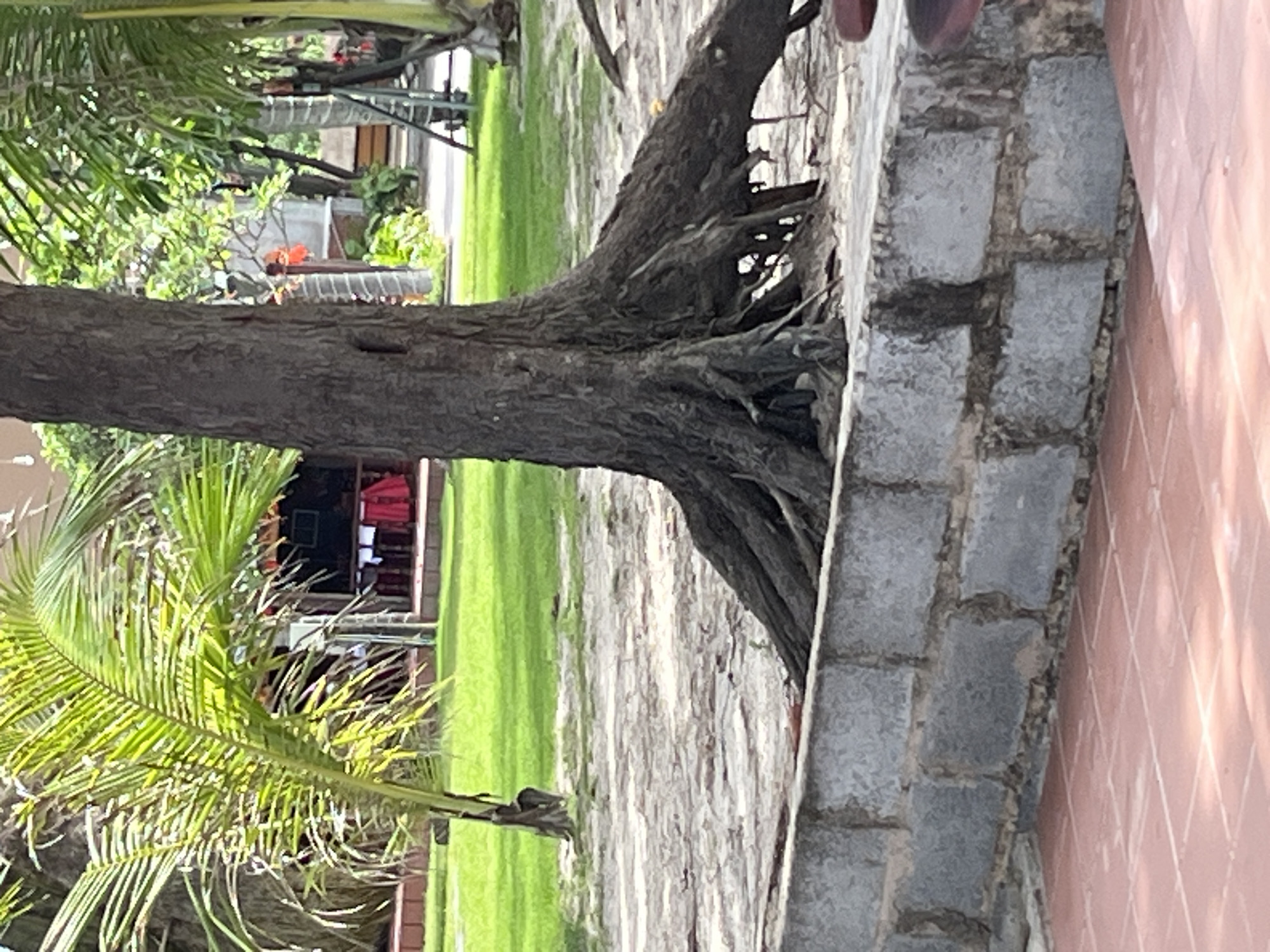 The image depicts an outdoor scene in Mũi Né, Vietnam, featuring a large tree with exposed, gnarled roots in the foreground. The tree is situated on sandy ground, partially bordered by a low, gray brick wall. Beyond the wall, a neatly manicured green lawn is visible, with a small palm tree on the left. In the background, there is a structure resembling a hut or open-air restaurant with red tablecloths on tables. Lush vegetation and other trees are present, suggesting a tropical or subtropical environment. The overall impression is one of a well-maintained outdoor seating area or garden, likely part of a resort or restaurant complex given the presence of tables and chairs in the background.