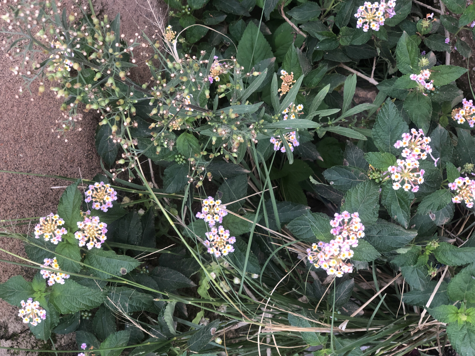 The image depicts a cluster of Lantana flowers in bloom, interspersed with green foliage and dry grasses. The flowers are small and clustered, with a color palette of pink, yellow, and white. Some unripe green berries are also visible on the plants. The background consists of a rough, brown wall, likely made of concrete or stone. The overall scene suggests an outdoor setting, possibly a garden or a natural embankment within Bar Jirgi Summa, Nigeria. There are no people or animals visible in the image. The lighting suggests it is daytime, with natural light illuminating the scene.