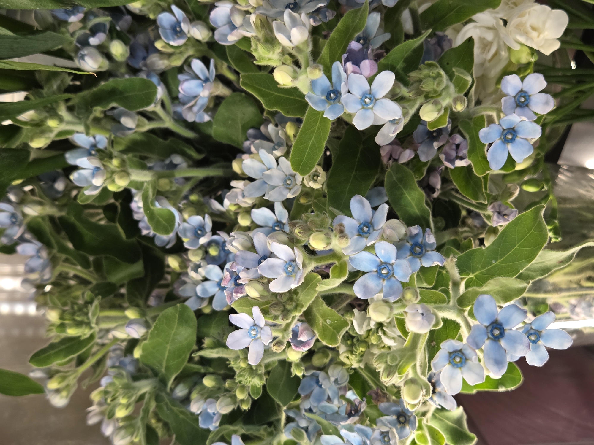 A close-up, slightly blurry photograph captures a bouquet of delicate blue and white flowers with green foliage. The flowers are small and star-shaped with five petals, many featuring a darker blue center. Some buds are visible among the blooms. The background is out of focus, showing a muted brown and hints of white in the upper right corner. The image does not contain any elements that would allow for the determination of its location in Krakow, Poland.