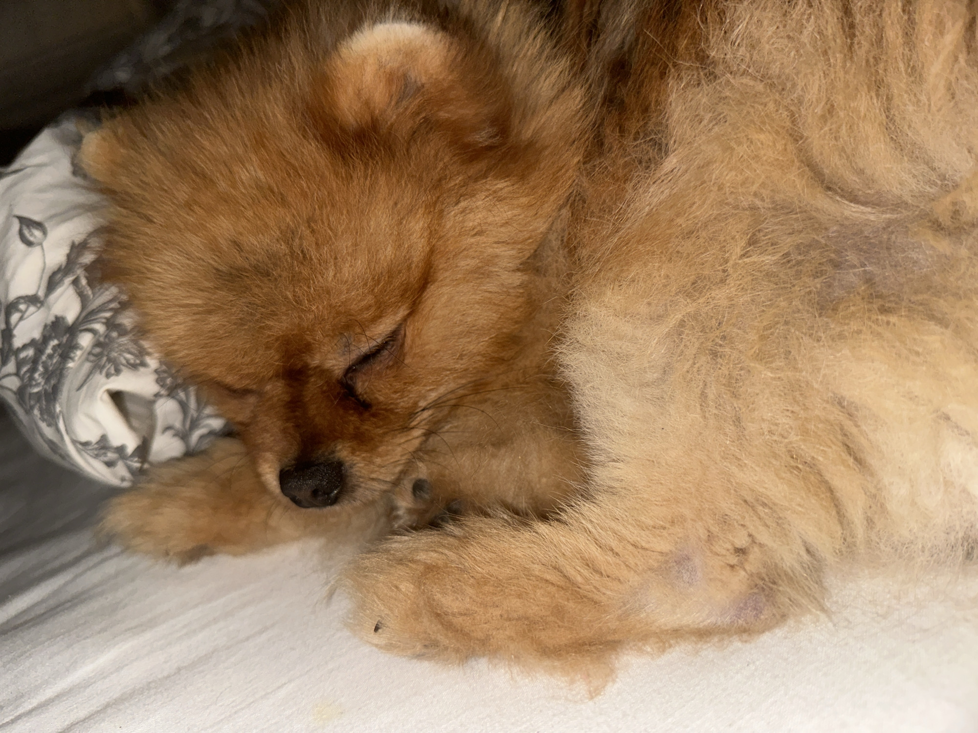 A Pomeranian dog is sleeping on a white, textured surface. The dog is curled up, with its head resting on a pillow that has a black and white floral pattern. The dog's fur is a mix of brown and golden colors. The lighting is dim, creating a warm and cozy atmosphere. There are no people present in the image. The location is not specified in the image or accompanying data.