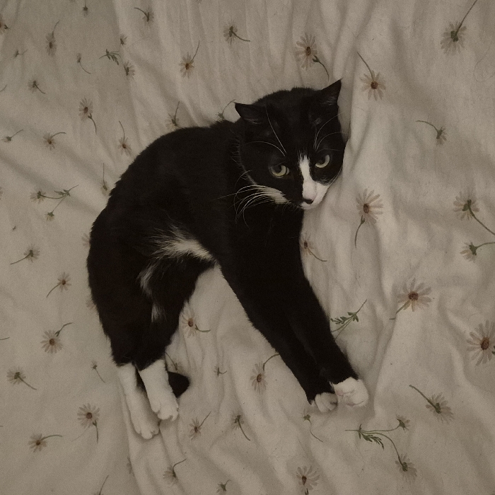A black and white cat lies on a white bedspread with a delicate daisy pattern. The cat's body is angled across the frame, with its front legs stretched out. Its green eyes and white whiskers are prominent, contrasting with its black fur. The bedspread is wrinkled, adding texture to the scene. The overall lighting is soft and muted, giving the image a cozy and intimate feel.