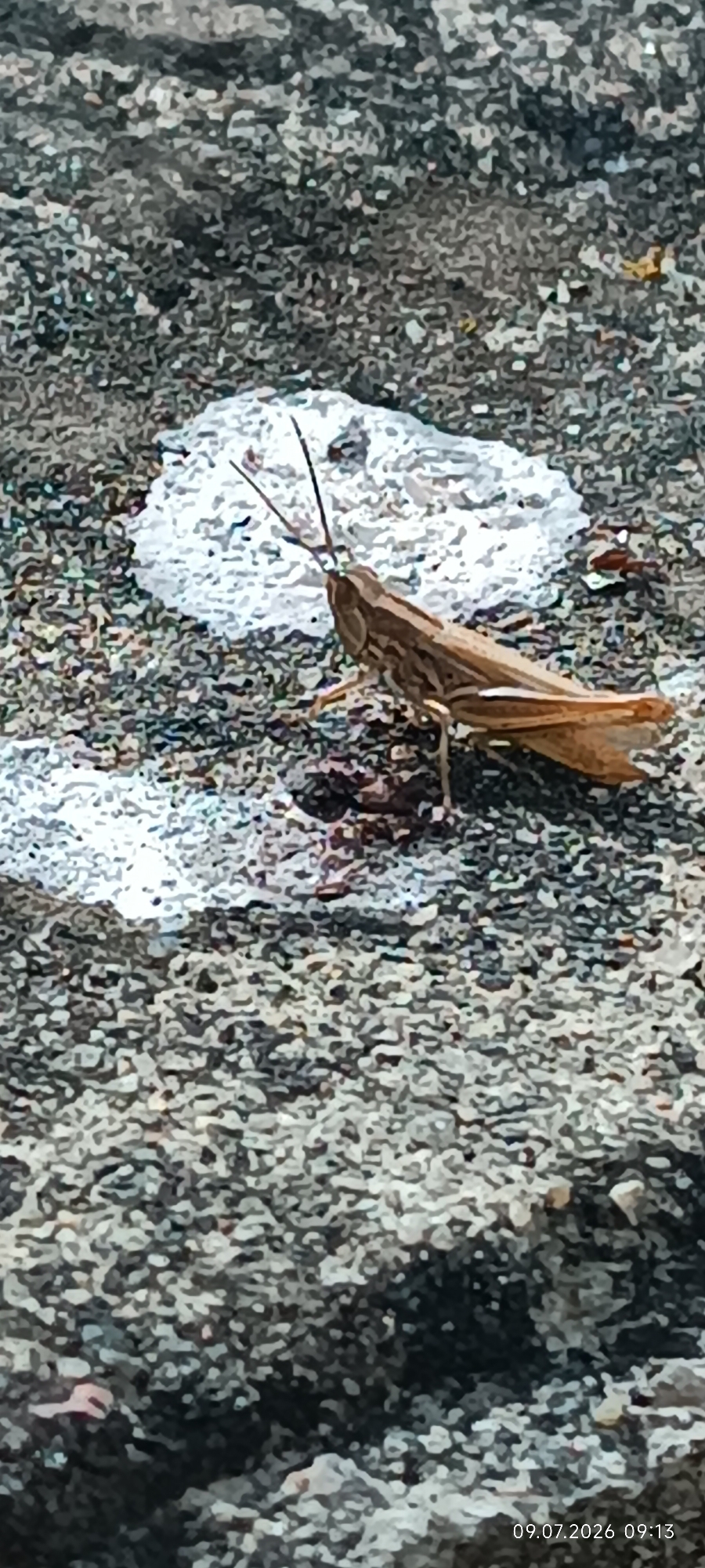The image shows a close-up of a brown grasshopper resting on a textured, gray surface that appears to be concrete or asphalt. There are two irregular white patches on the surface, possibly paint or chalk marks. The grasshopper is positioned in the center-right of the frame, facing towards the right. Its antennae are extended, and its hind legs are bent, suggesting it is ready to jump. The background is out of focus, but the overall environment seems to be outdoors in a somewhat urban setting, given the concrete-like surface. The date stamp in the bottom right corner indicates "09.07.2026 09:13".