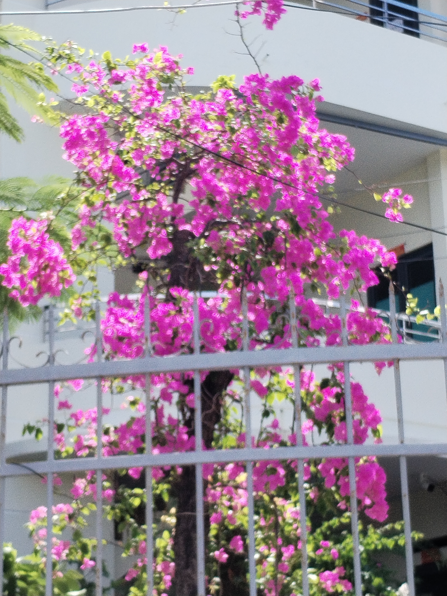 The image shows a vibrant cluster of pink bougainvillea flowers in full bloom, partially obscured by a grey metal fence. The flowers are dense and colorful, with some green foliage visible amongst them. Behind the flowers and fence, a white building with balconies and dark window frames can be seen. The scene appears to be outdoors, possibly a residential area or a public space within a city, given the building architecture and fencing. The lighting suggests it is daytime. The specific location of Bac Nha Trang Ward, Vietnam, is not explicitly depicted in the image itself, but it is provided as context for the scene.
