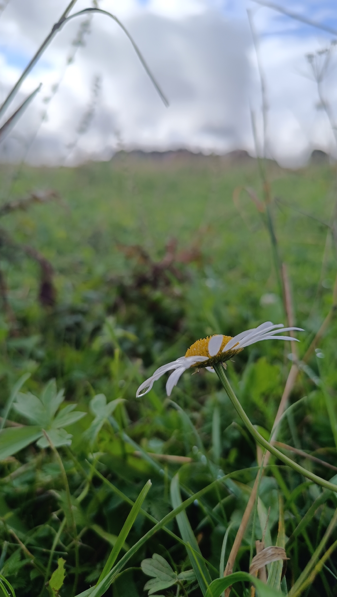 A close-up, low-angle shot captures a single white daisy with a yellow center, facing towards the right. A clear droplet of water hangs from one of its white petals. The daisy is positioned in the foreground, surrounded by lush green grass and other low-lying plants. The background is softly blurred, showing a field extending towards a distant, hazy horizon with a cloudy sky above. There are no people visible in the image. The environment appears to be a natural, outdoor setting, likely a meadow or field.