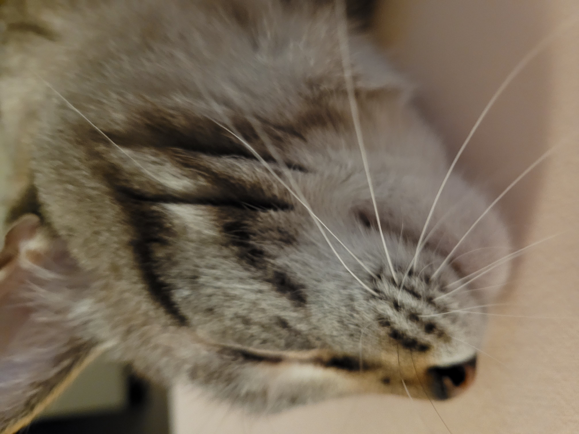 The image is a close-up, low-angle shot of a tabby cat's face, seen in profile, sleeping. The cat's eyes are closed, and its whiskers are prominent. The fur is a mix of grey and brown tabby patterns. The background is blurred and appears to be an indoor setting with neutral-colored surfaces, possibly a table or a couch. The lighting is soft, highlighting the texture of the fur. There is no indication of the cat's location within the city of Kyiv, Ukraine, as the image lacks any recognizable landmarks or contextual clues.
