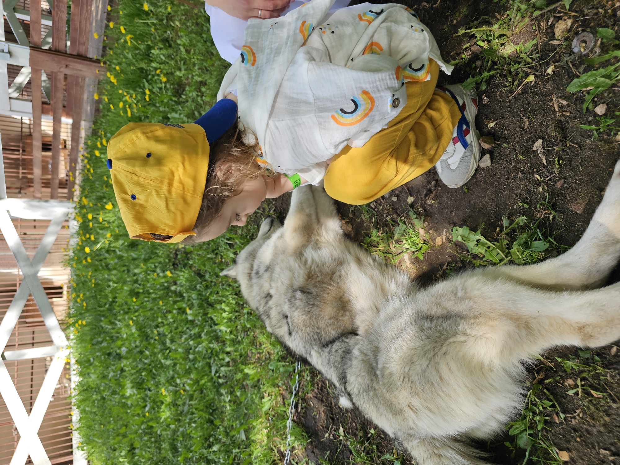 A medium, tilted, high-angle shot shows a child wearing a yellow hat, a white shirt with rainbow designs, and yellow pants sitting on the ground next to a gray and white dog. The setting appears to be in a grassy area, possibly in the city of Khimki, Russia, although the exact location is not discernible from the image alone. A white fence runs along the side of the image. The child is turned towards the dog and seems to be interacting with it, possibly petting it. The dog is lying down with its legs splayed out. The ground is a mix of grass and patches of soil, suggesting a park or yard setting. The scene is lit by natural daylight.