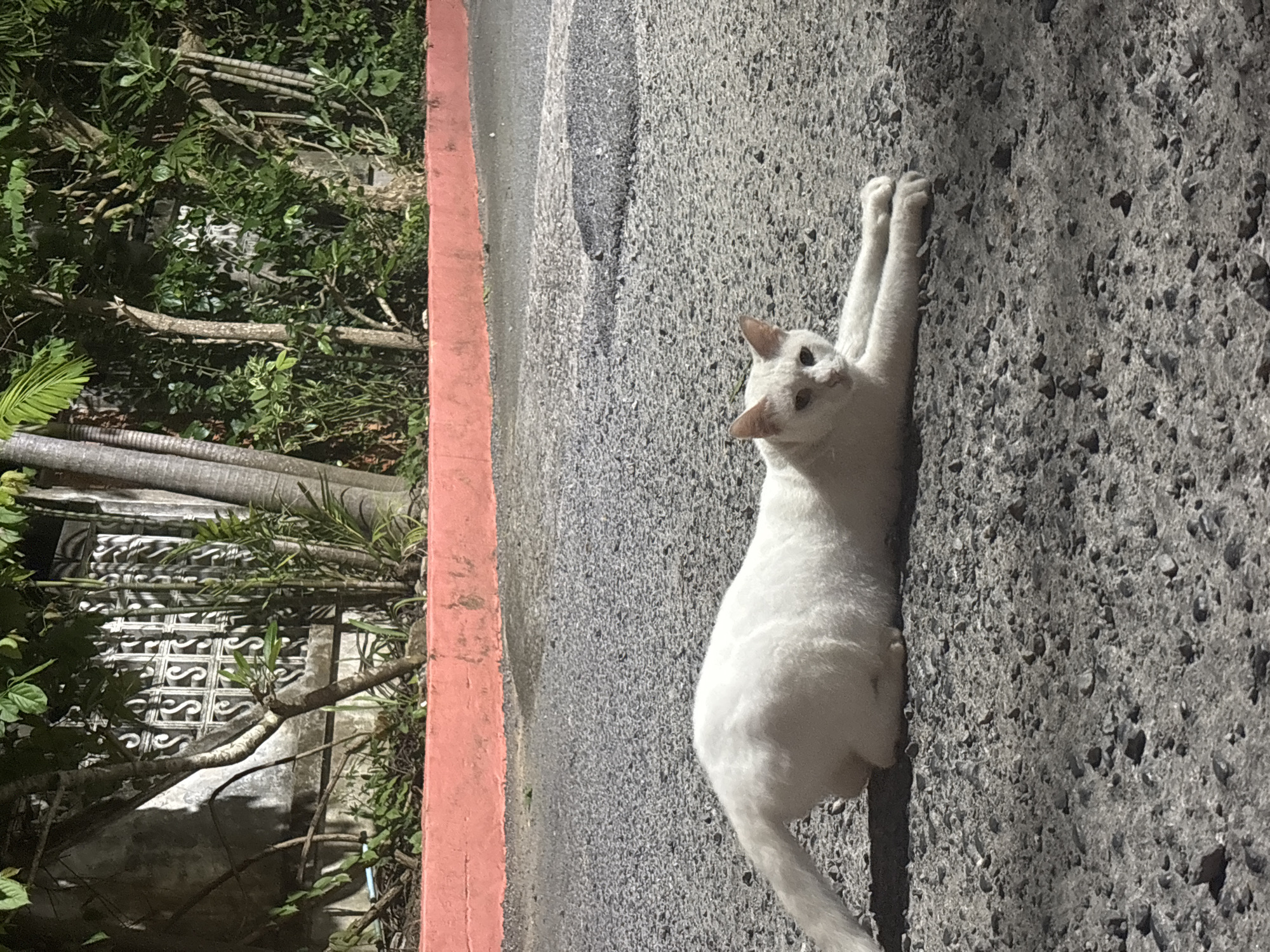 A white cat is stretched out on a gray asphalt surface, with its front paws extended forward. The cat is looking towards the camera with its head slightly tilted. In the background, there is a coral-colored border, followed by a wall with a decorative metal grate. Beyond the wall, there are various trees and dense green foliage. The scene appears to be outdoors on a sunny day.