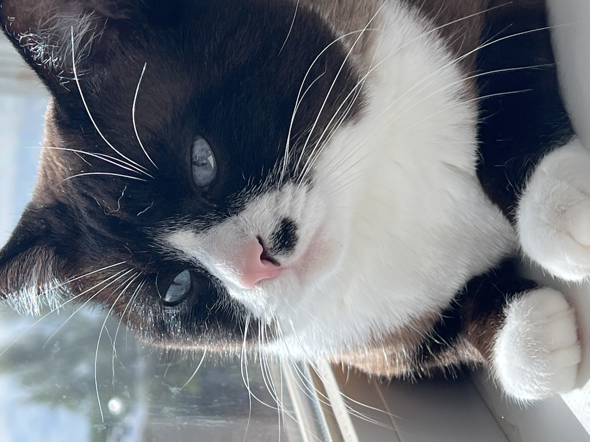 A close-up, eye-level portrait captures a black and white cat with blue eyes sitting on a windowsill, its paws tucked beneath its chest. The cat's fur is predominantly white on its chest and face, with black markings on its head and back. A small black spot is visible on its pink nose. Sunlight streams in from the left, illuminating the cat's whiskers and casting a shadow on its right side. The background is out of focus, showing a blurred view of a bright, outdoor scene with foliage and sky. The windowsill appears to be a light-colored, possibly wooden, surface. The image was taken at an unknown location in Noviy, Russia.