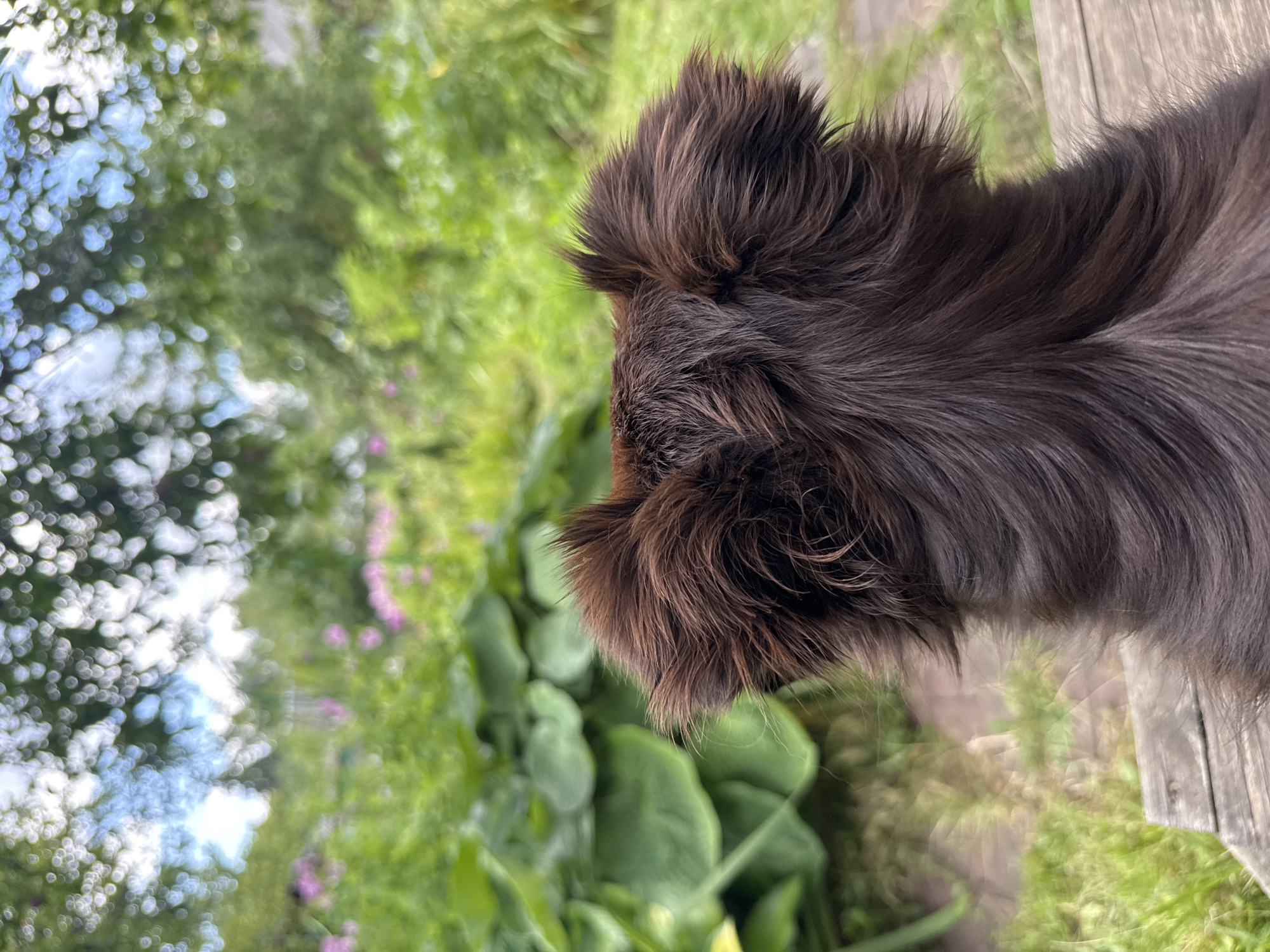 This image provides a close-up rear view of the back of a dark brown dog's head and neck, facing away from the camera. The dog's fur is shaggy and appears somewhat windswept, with its ears perked up and fluffy. The dog is sitting on a wooden surface, possibly a deck or bench, which occupies the bottom foreground of the image.
In the background, there is a vibrant green garden scene. Large, lush hosta leaves are prominent on the left side of the frame. Further back, soft pink flowers are visible, interspersed with more greenery. The upper portion of the background is blurred, showing the dappled light filtering through the leaves of trees, with hints of a blue sky with white clouds.
The scene is outdoors and appears to be a domestic or park setting, consistent with a garden. There is no indication of the specific location within Красная Пресня Снт, Russia, beyond it being an outdoor garden. The image focuses solely on the dog and its immediate surroundings, with no other people or animals present.