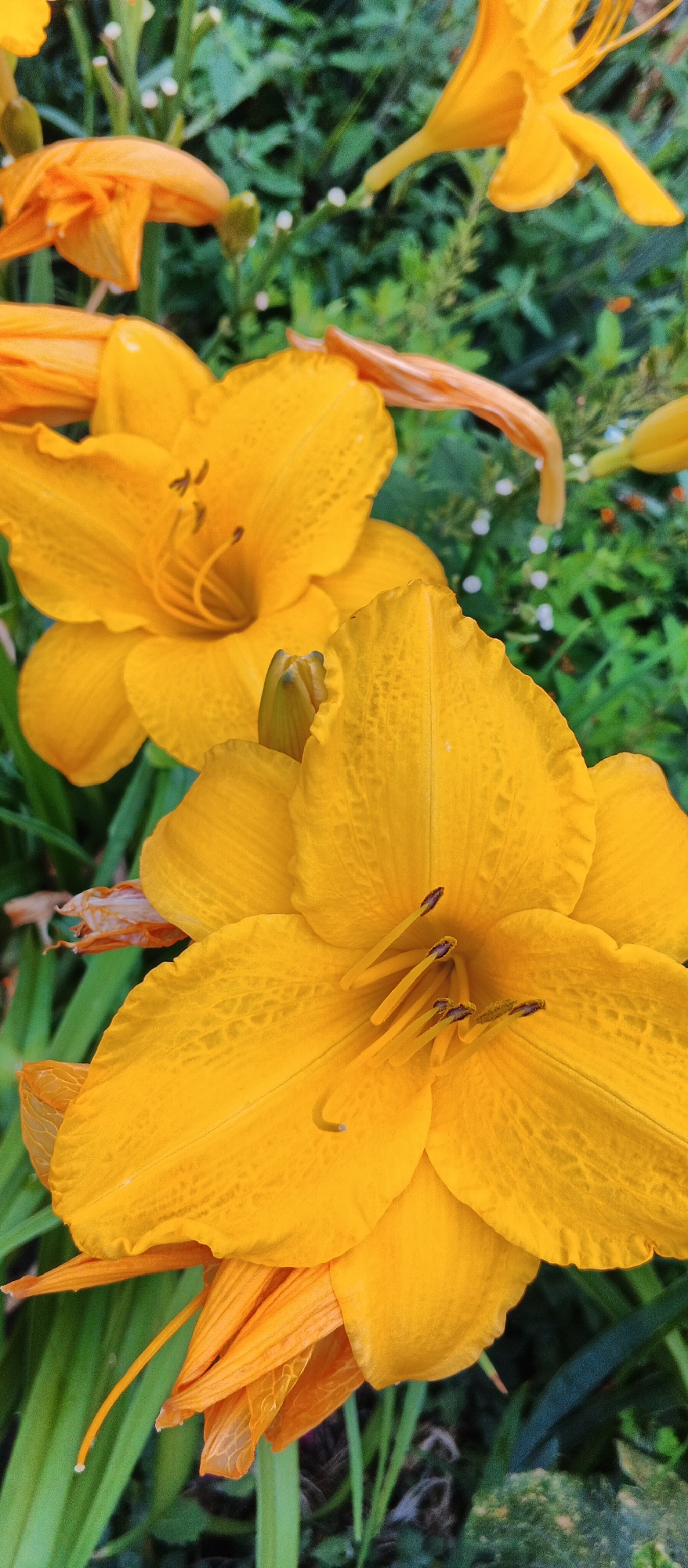 This is a close-up photograph of bright yellow daylilies in bloom, set against a backdrop of green foliage. The flowers are in various stages of opening, with some fully bloomed and others still partially closed. The image appears to have been taken outdoors in a garden setting. There is no discernible urban or specific location information.