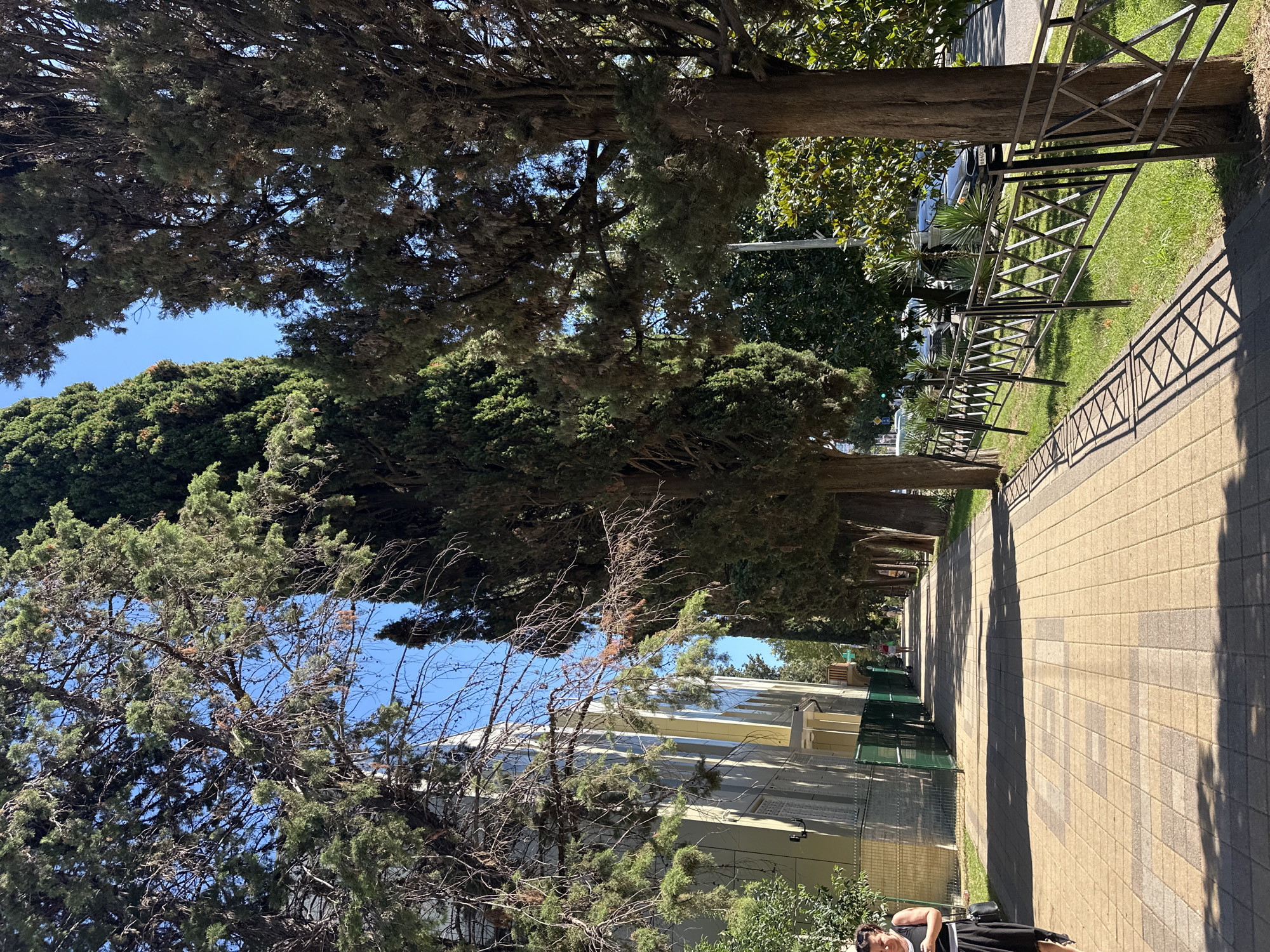 An eye-level, full shot captures a pedestrian pathway in Sochi, Russia, on a bright, sunny day. The pathway is paved with light-brown and beige rectangular tiles, casting long, angular shadows from the tall, mature cypress trees that line the right side of the path. A black metal fence with a diamond pattern separates the pathway from a grassy area on the right, beyond which a road and parked cars are visible. On the left side of the pathway, a modern building with a light-colored facade and numerous windows is visible, partially obscured by the trees. A person wearing a black dress and carrying a black handbag walks away from the camera on the left side of the pathway, entering the frame. In the distance, on the pathway, two individuals are walking away from the camera. The sky is a clear, bright blue.