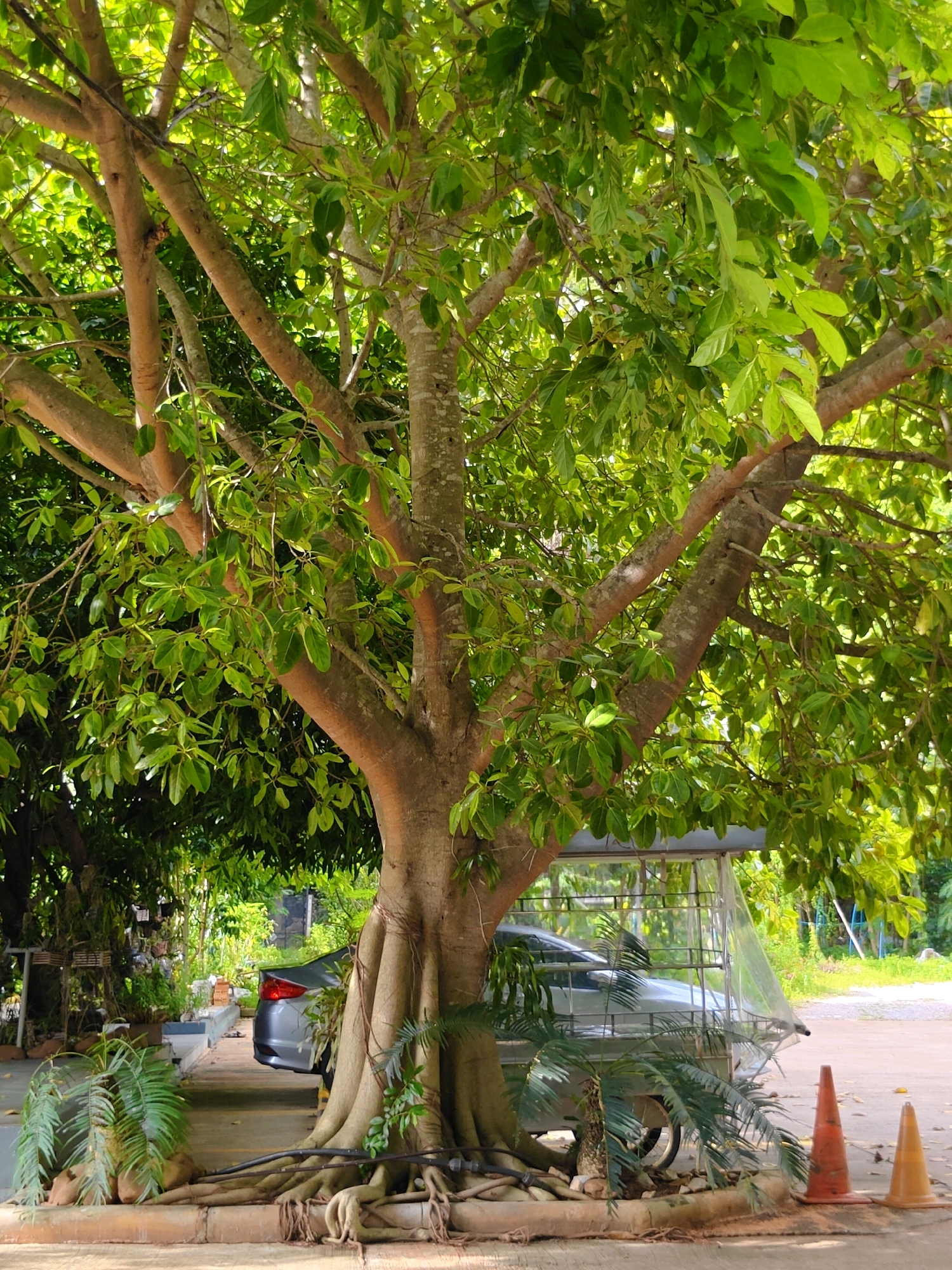An old, large tree with thick, exposed roots dominates the foreground of this image. The tree's branches, laden with lush green leaves, spread out and create a canopy, dappling the scene with sunlight. Partially visible beneath the tree's branches and roots is the rear section of a light-colored car, covered with a clear plastic sheet. The car is parked next to a concrete pathway. Further back, behind the car, a sidewalk with planters and greenery can be seen, leading towards what appears to be a building or structure. Two traffic cones, one orange and one yellow, are placed on the ground near the edge of the pathway. The environment suggests an outdoor setting in Mu Si, Thailand, possibly a residential area or a roadside. The image is captured from a low angle, emphasizing the scale of the tree. There are no people visible in the frame.