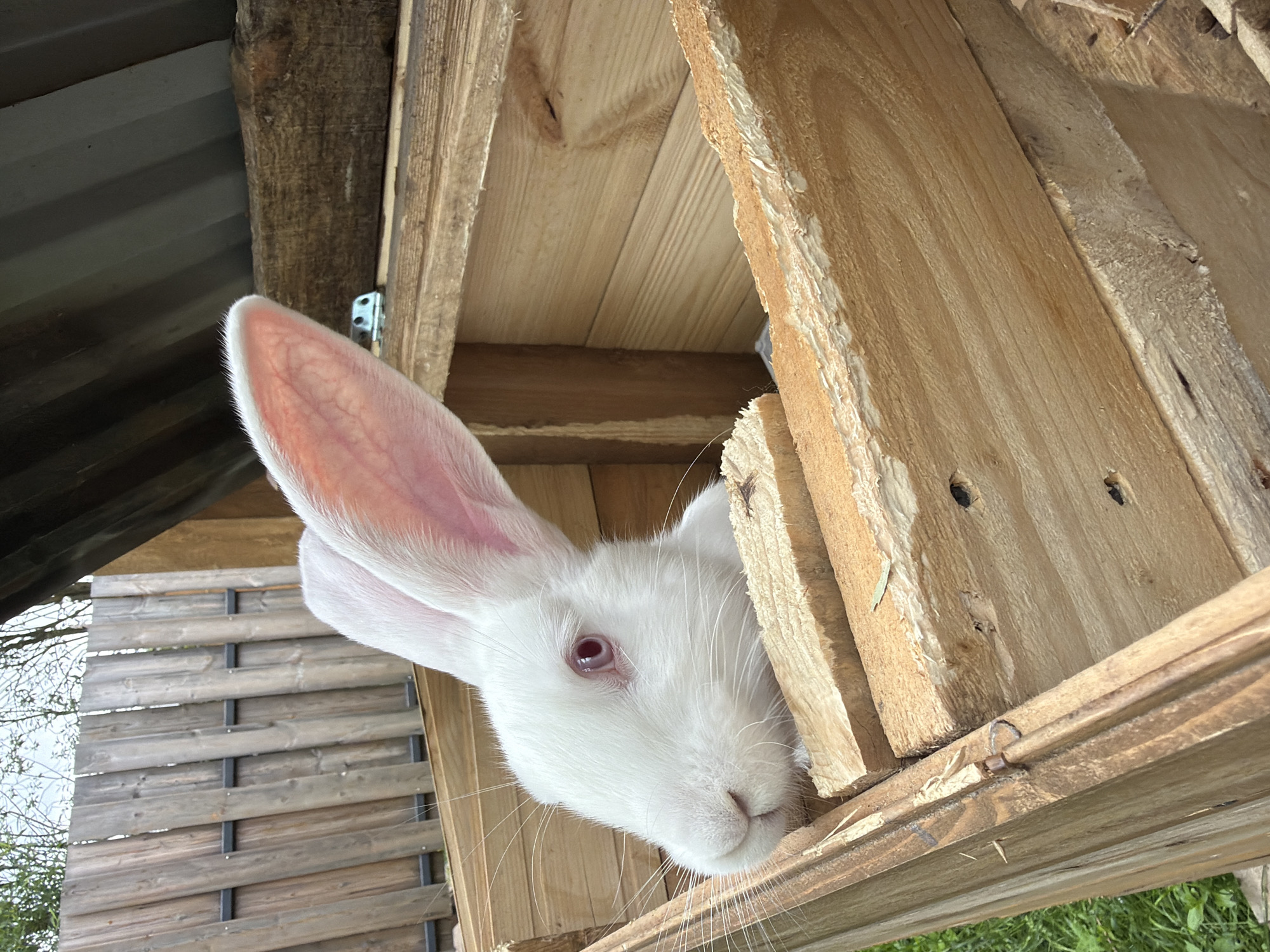A white rabbit with striking reddish-pink eyes and prominent, long, light pink ears is captured looking out from a wooden enclosure. The rabbit's head is angled downwards and to the right, with its long, delicate white whiskers spread wide. The wooden structure, likely a hutch or shelter, is constructed from light-colored, unpainted wood planks, showcasing their natural grain and somewhat rough-hewn edges. A small metal hinge is visible on one of the inner wooden supports.
In the upper-left background, a section of a dark, possibly corrugated metal roof is visible, positioned above a thick, dark, weathered wooden beam. Further to the left and below, a wooden fence with horizontal slats and dark vertical supports stands, with bare tree branches silhouetted against a bright, overcast sky. Natural daylight illuminates the scene, suggesting it is daytime. The rabbit's expression conveys curiosity as it peers out from its wooden dwelling. Small patches of green vegetation are just visible at the lower right corner of the frame. No text is visible within the image.