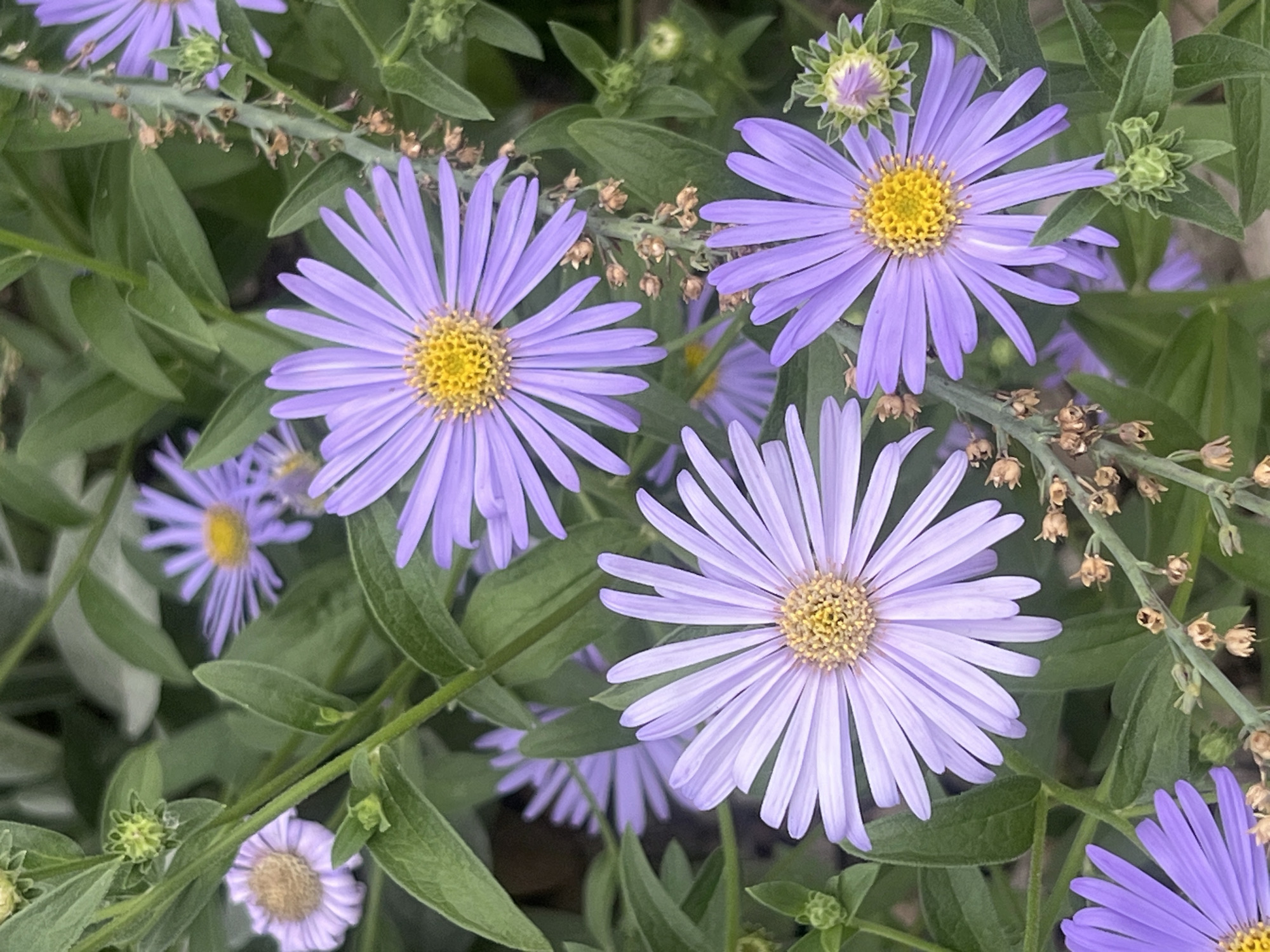 The image displays a close-up view of several purple aster flowers with yellow centers, surrounded by green foliage. The flowers are in various stages of bloom, with some fully open and others still in bud. The scene appears to be a garden or natural setting, likely outdoors. There are no people or animals visible in the image. The lighting suggests it is daytime. The image is a photograph. No specific location in Augsburg, Germany can be identified from the visual information provided.