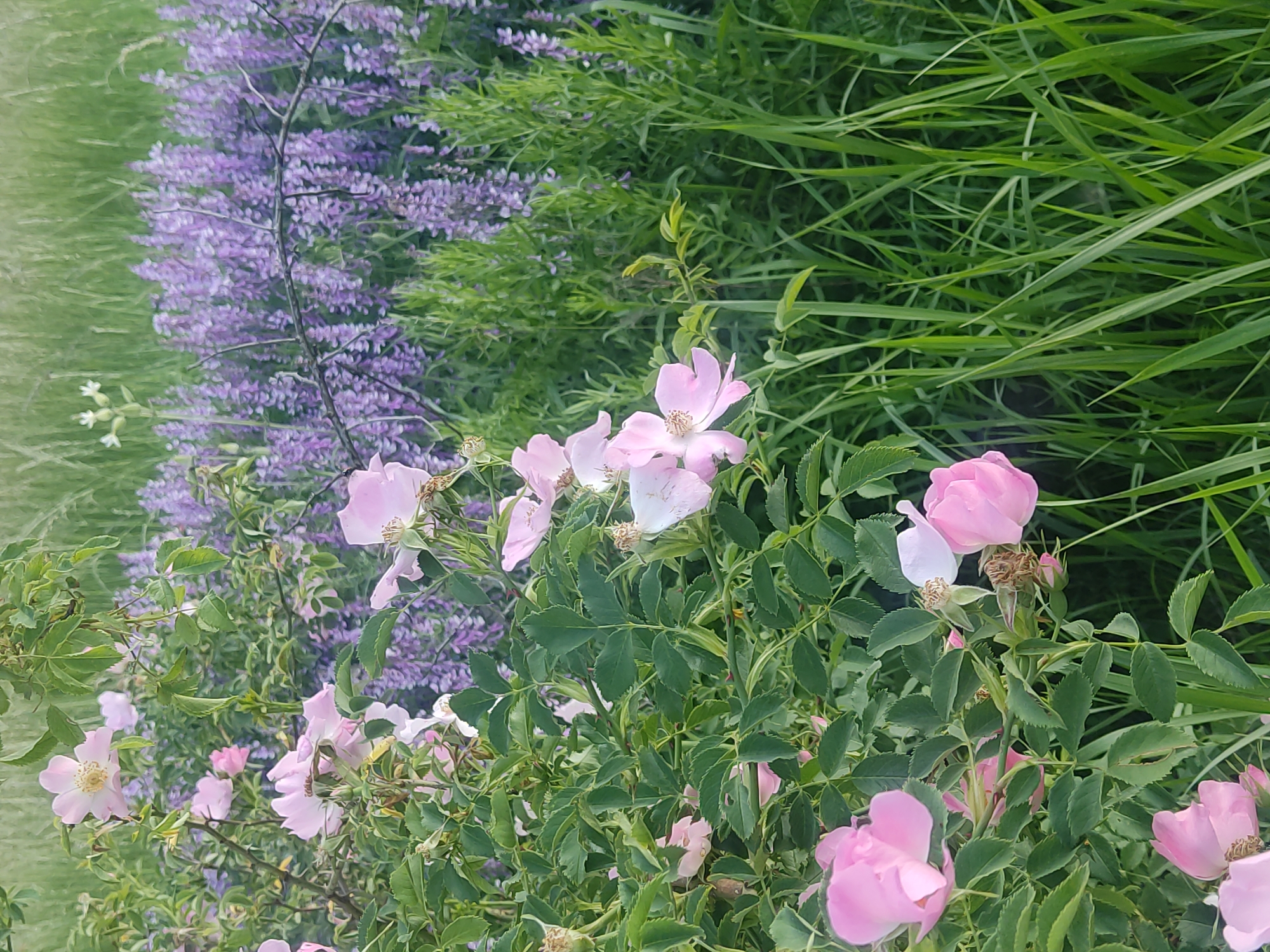 The image displays an outdoor natural scene located in Mospyne, Ukraine. The left half of the frame is occupied by a dense bush featuring numerous five-petaled, light pink flowers with visible yellow stamens, intermingled with dark green leaves. Several petals on these flowers exhibit signs of minor wilting or damage. The right half of the image is dominated by a substantial field of purple flowers, arranged in dense vertical spikes, consistent with a vetch species. Various blades of green grass are present throughout the foreground and integrated within the purple floral expanse. A single cluster of small white flowers on a thin stalk is visible in the upper-mid right against a lighter green, out-of-focus background. A slender, dark, arching branch extends horizontally across the mid-right, partially in front of the purple flowers. No human subjects, animals, or specific actions are depicted.
