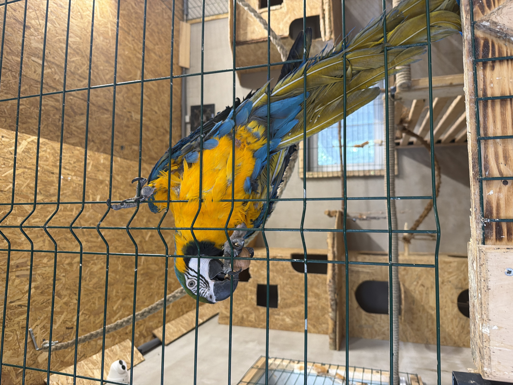 A blue and yellow macaw is perched inside a cage, holding a nut in its foot. The cage is made of green metal bars. In the background, there is a wooden structure that appears to be a multi-level habitat for the bird, with openings that resemble doorways. The walls of the enclosure are a neutral color, and the ceiling is made of wood panels. A rope is hanging from the ceiling, likely for the bird to climb on. The lighting in the scene suggests an indoor environment, possibly a pet store or a bird sanctuary. No people are visible in the image. The scene is devoid of any elements that would indicate a specific location within Vārpas, Latvia, or any city for that matter.