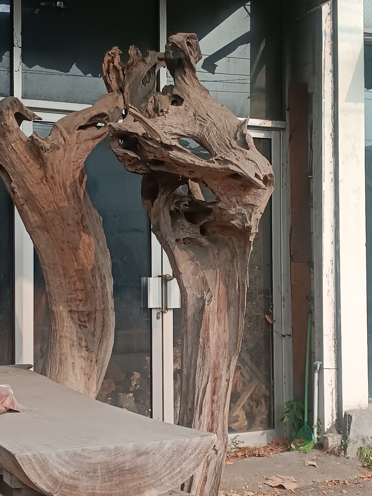 The image depicts an outdoor scene in Sewon, Indonesia, featuring two large, intricately carved pieces of driftwood positioned in front of a glass-paneled door. The driftwood is a dominant element, with one piece on the left appearing as a thick, textured trunk, and the other on the right forming a complex, sculpted structure with multiple hollows and openings. The glass door behind the driftwood reflects the surrounding environment, showing shadows cast by overhead structures and possibly trees. To the right of the door, a white painted pillar stands, showing signs of wear and peeling paint. At the base of this pillar, a green broom and dustpan are leaning against a thin pipe, and a small plant with green leaves is growing nearby. The ground in front of the door is covered with dried leaves and debris, suggesting an outdoor setting that may be subject to natural elements. A rough-hewn wooden bench or table is visible in the foreground, partially obscuring the view of the left driftwood piece. The overall impression is one of natural art or sculptural elements displayed in an outdoor space, possibly near a shop or establishment.