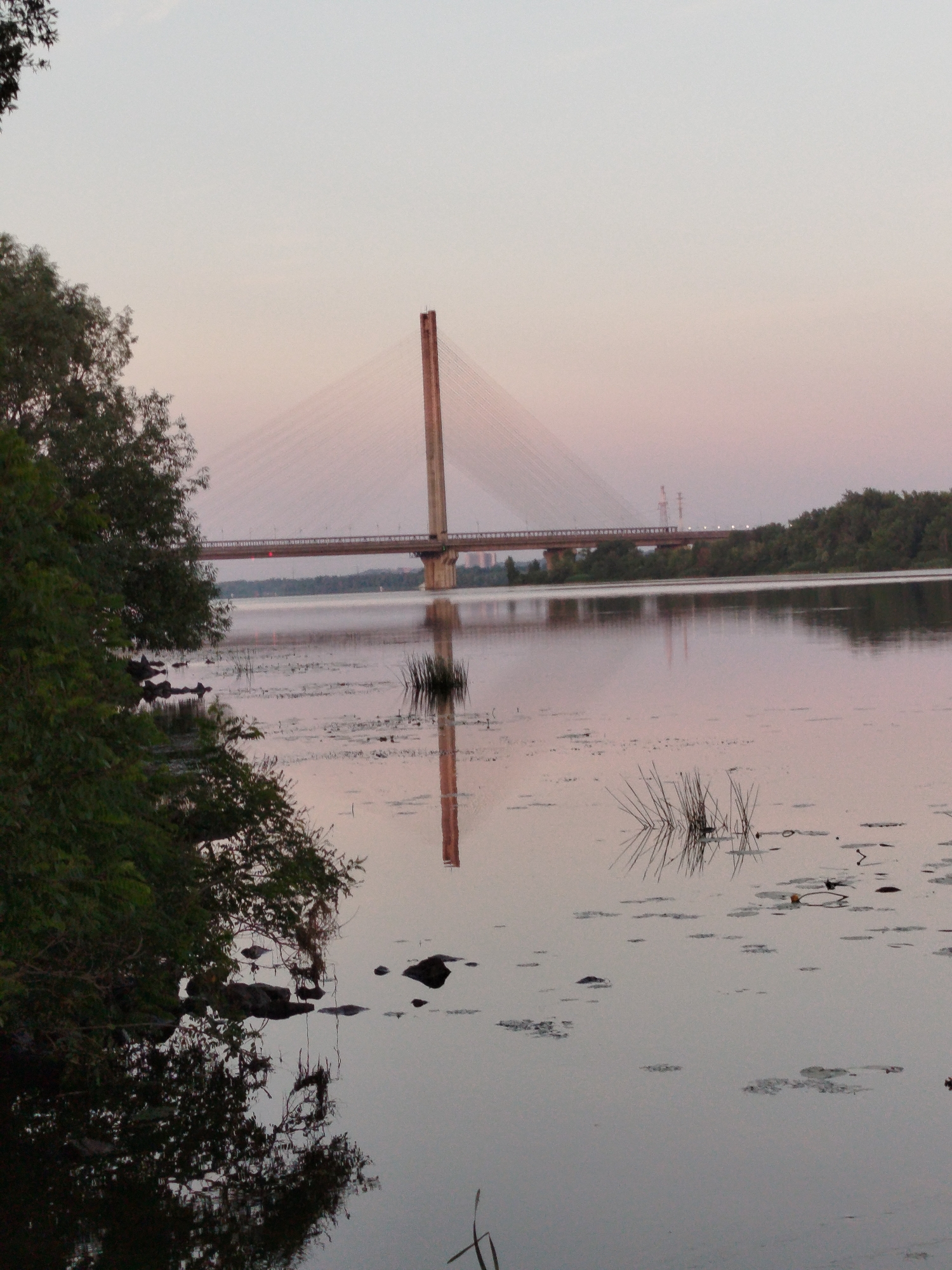 A riverfront scene at dusk features a large suspension bridge stretching across the water, with trees lining the far bank and a single, tall pylon visible. The foreground is dominated by a body of calm water, reflecting the soft hues of the sky, with reeds and lily pads dotting the surface. Dark green foliage from trees on the left bank creates a natural frame for the composition, their reflections distorted in the water. The sky is a pale gradient of pink and grey, indicating the fading light.