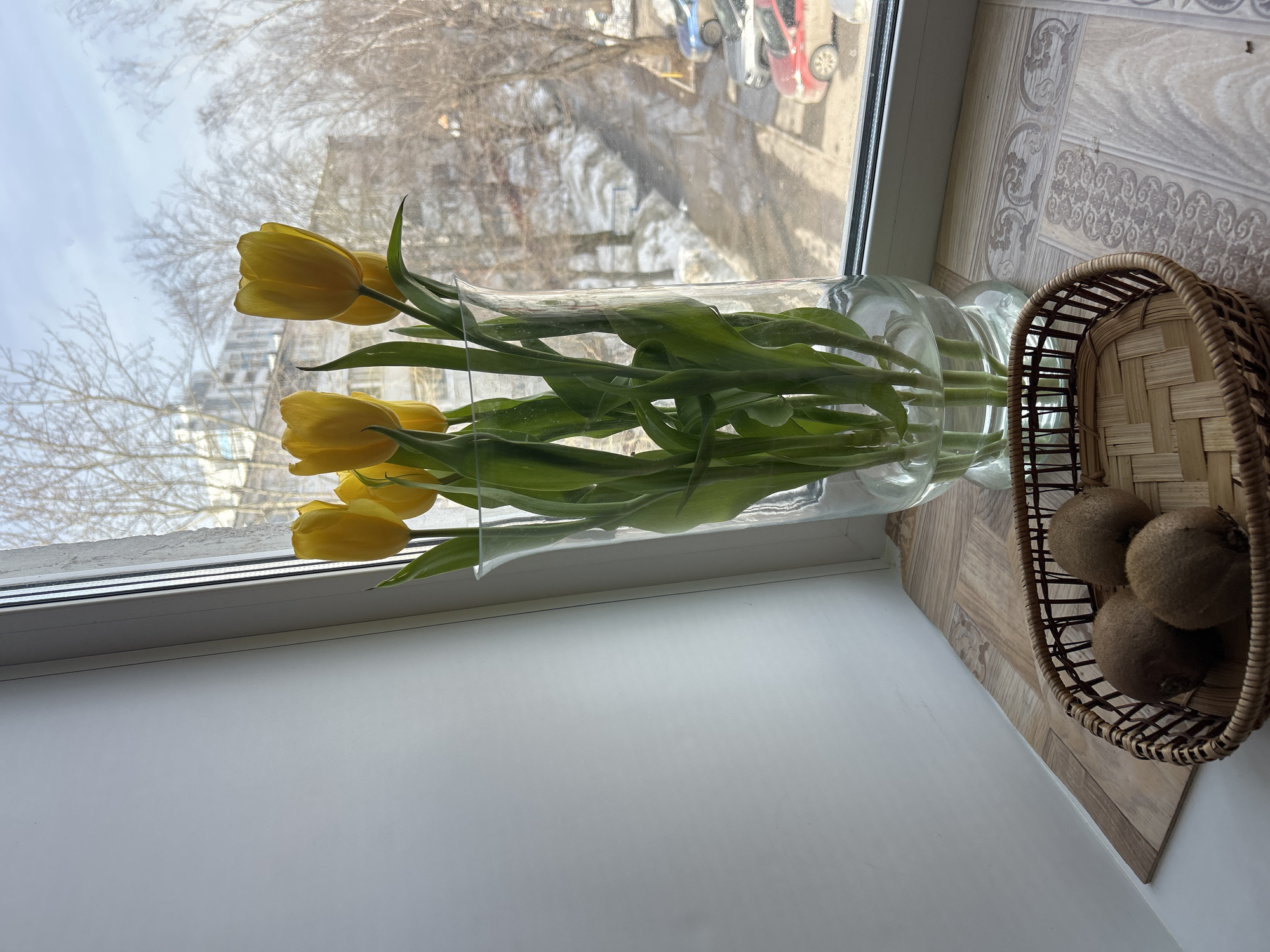 The image captures an indoor windowsill scene looking out onto an urban environment in Unknown, Unknown. On the left, a white wall meets a white window frame. The windowsill is covered with a patterned surface, resembling light-toned linoleum or laminate with decorative swirls. A tall, clear glass vase containing six prominent yellow tulips with green stems and leaves stands on the windowsill, filled with water. To the right of the vase, a round, light-brown woven basket holds three kiwifruits.
Through the window, an outdoor urban landscape is visible under a bright, somewhat overcast sky. The environment suggests late winter or early spring, characterized by numerous bare-branched deciduous trees. Patches of snow are visible on the ground, particularly along what appears to be a pathway or embankment on the left side of the outdoor view. Below, a paved road or parking area displays several parked vehicles: a blue sedan, a silver sedan, and a red sedan, all appearing slightly soiled. In the middle distance, behind the trees, a multi-story building with a light-colored facade is discernible. No people or active interactions are visible in the scene.