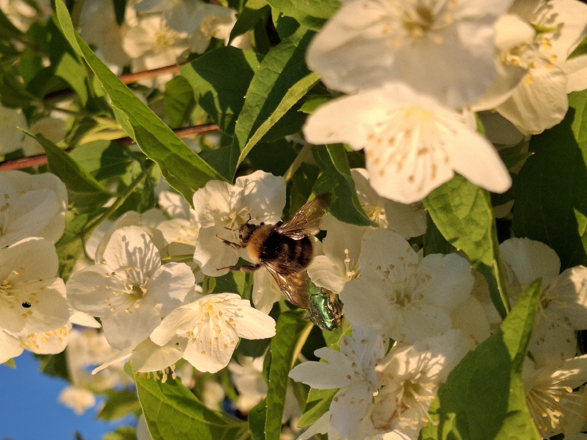 The image captures a vibrant close-up of white flowers on a sunny day, likely from a jasmine or similar flowering shrub. The scene is dominated by numerous delicate white blossoms, each with multiple petals and small yellow stamens at its center.
In the mid-ground, a fluffy bumblebee with a black and yellowish-orange striped body and transparent wings is perched on one of the white flowers, seemingly engaged in foraging or pollination. Directly below and slightly to the right of the bumblebee, a metallic green beetle with an elongated body is also visible among the flowers.
The bright sunlight illuminates the flowers and leaves, creating strong highlights and casting distinct shadows, which suggests either morning or late afternoon ("golden hour") light. The leaves are a rich green, with variations in shade due to the interplay of light and shadow. In the lower-left corner, a patch of clear blue sky is visible, adding a contrasting element to the natural setting. The background consists of more blurred white flowers and green foliage, contributing to a sense of depth.
No people or visible text are present in the image. The overall impression is one of natural beauty and activity within a garden or natural environment in Chaikovsky, Russia.