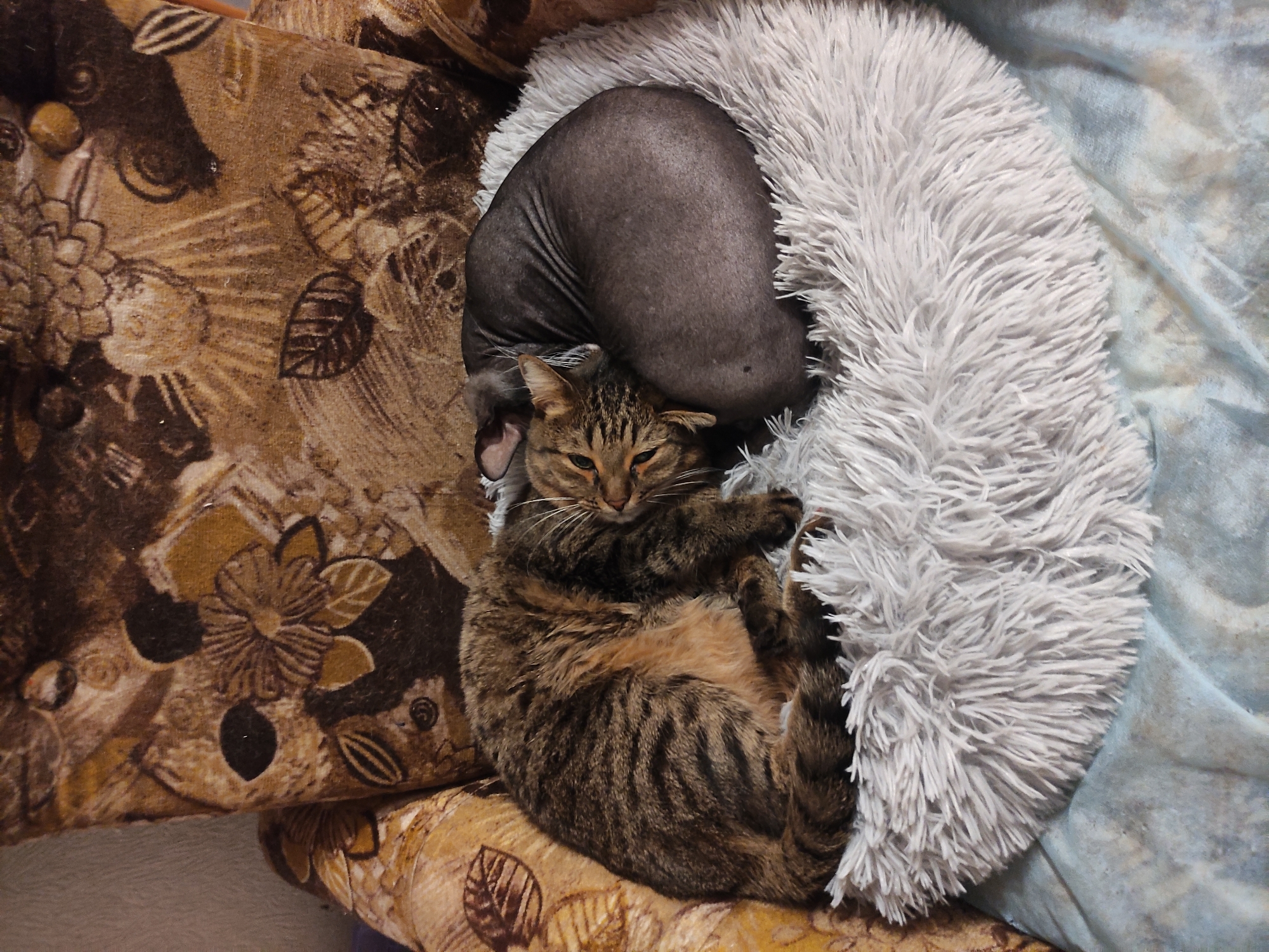 A brown tabby cat lies nestled between a light grey, furry donut-shaped pet bed and a brown and tan patterned pillow on a patterned surface. A hairless dog's head rests above the cat, also nestled in the pet bed. The background includes a blue and white patterned blanket. There's no information that would place this scene in Pavlodar, Kazakhstan.