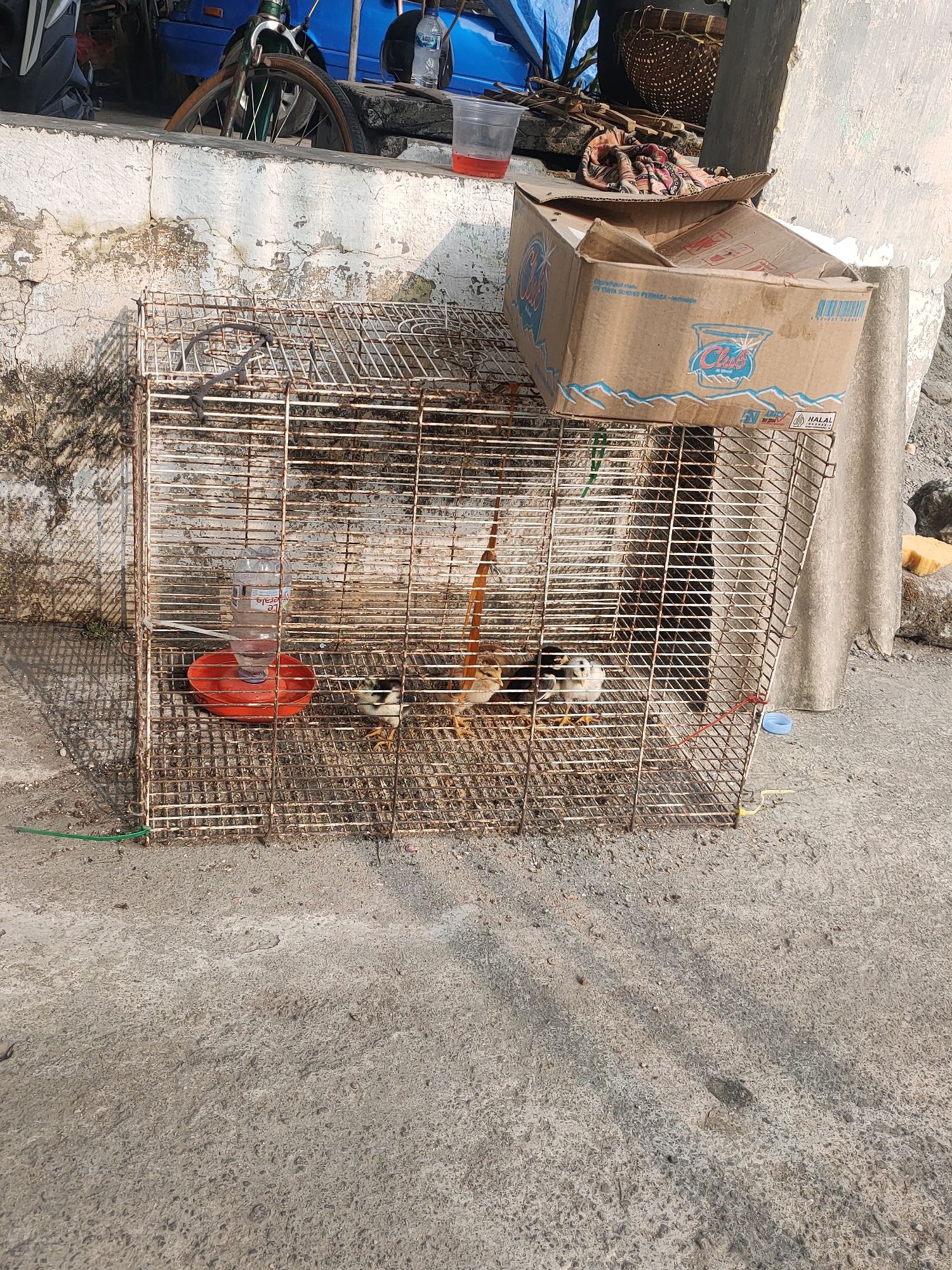The image depicts an outdoor scene in Kanigoro, Indonesia, featuring a rustic wire cage containing three young chicks. The cage is positioned on a concrete surface, with a water dispenser attached to the interior. To the left of the cage, a weathered white wall with visible cracks and patches of discoloration serves as a backdrop. Above the wall, parts of a blue vehicle and a bicycle wheel are visible. A cardboard box, possibly containing water bottles, rests on top of the cage. In the background, more weathered walls, a woven basket, and a grey corrugated sheet are present. The overall environment suggests an unkempt outdoor area, possibly a yard or alleyway. The lighting indicates it is daytime, with shadows cast on the ground.