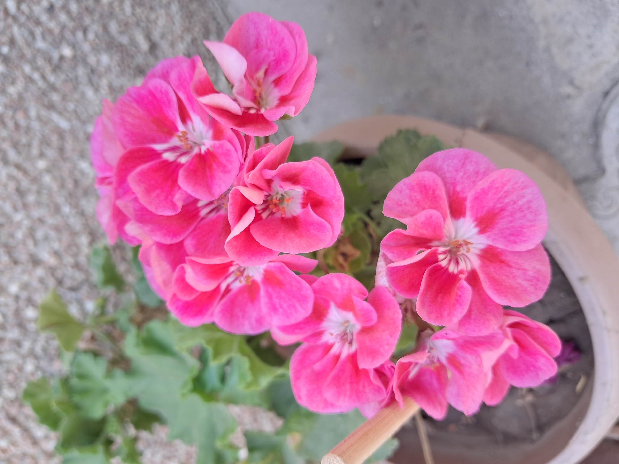 A close-up, eye-level shot features a cluster of bright pink geranium flowers in a pot. The flowers are the primary focus, with their delicate petals and white centers clearly visible. A wooden stake, likely supporting the plant, is partially visible on the left side of the frame. In the background, blurry green leaves and a textured, light-colored wall or surface are present. The image appears to be taken outdoors, possibly in a garden or on a patio, in the city of Jany-Alysh, Kyrgyzstan.