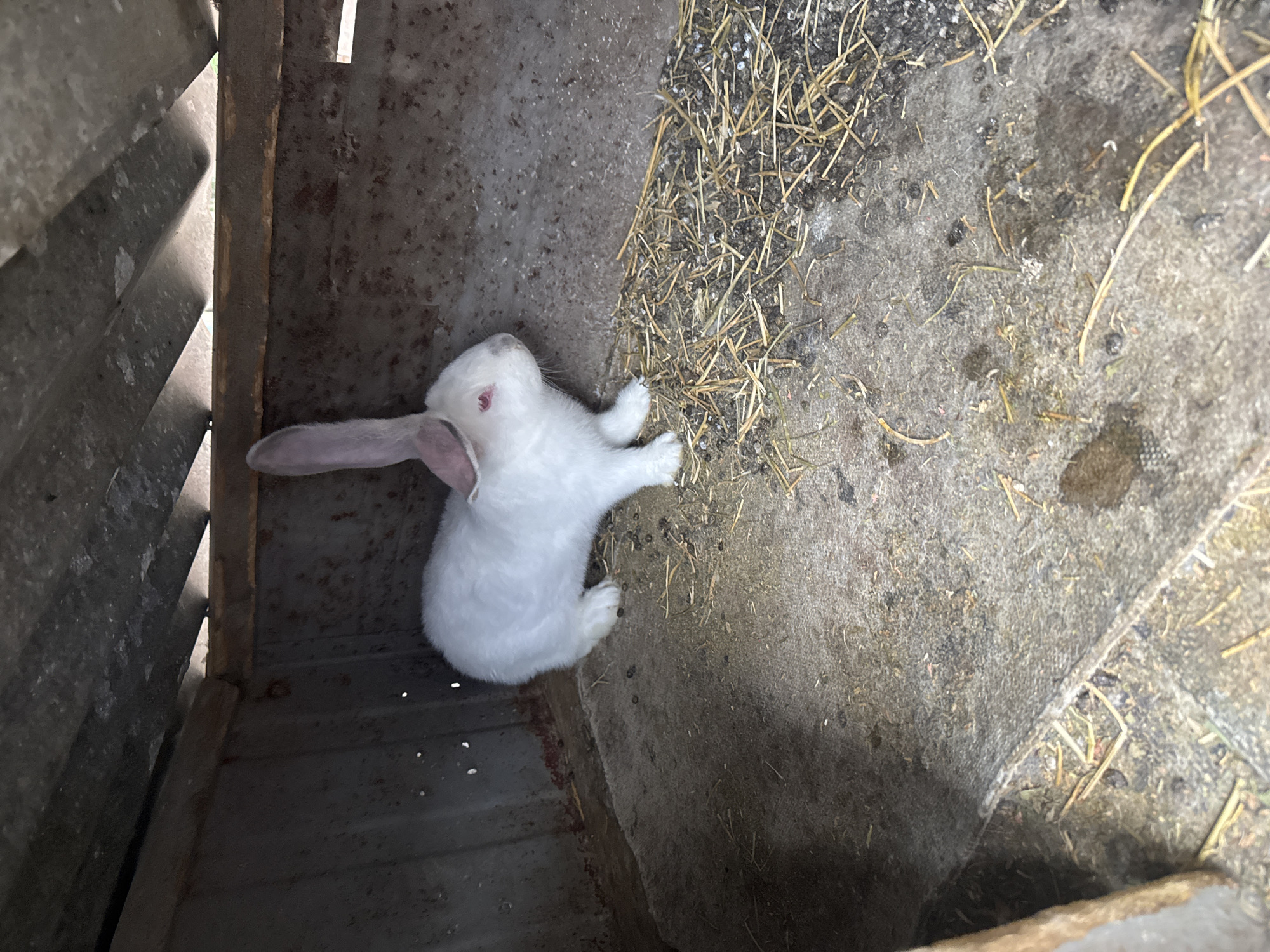 A top-down view of a white rabbit in a cage. The cage appears to be made of metal and wood. Hay is scattered on the floor of the cage and adjacent to it. Dark pellets are present on the floor. The location is inferred to be Sarnevo, Bulgaria.