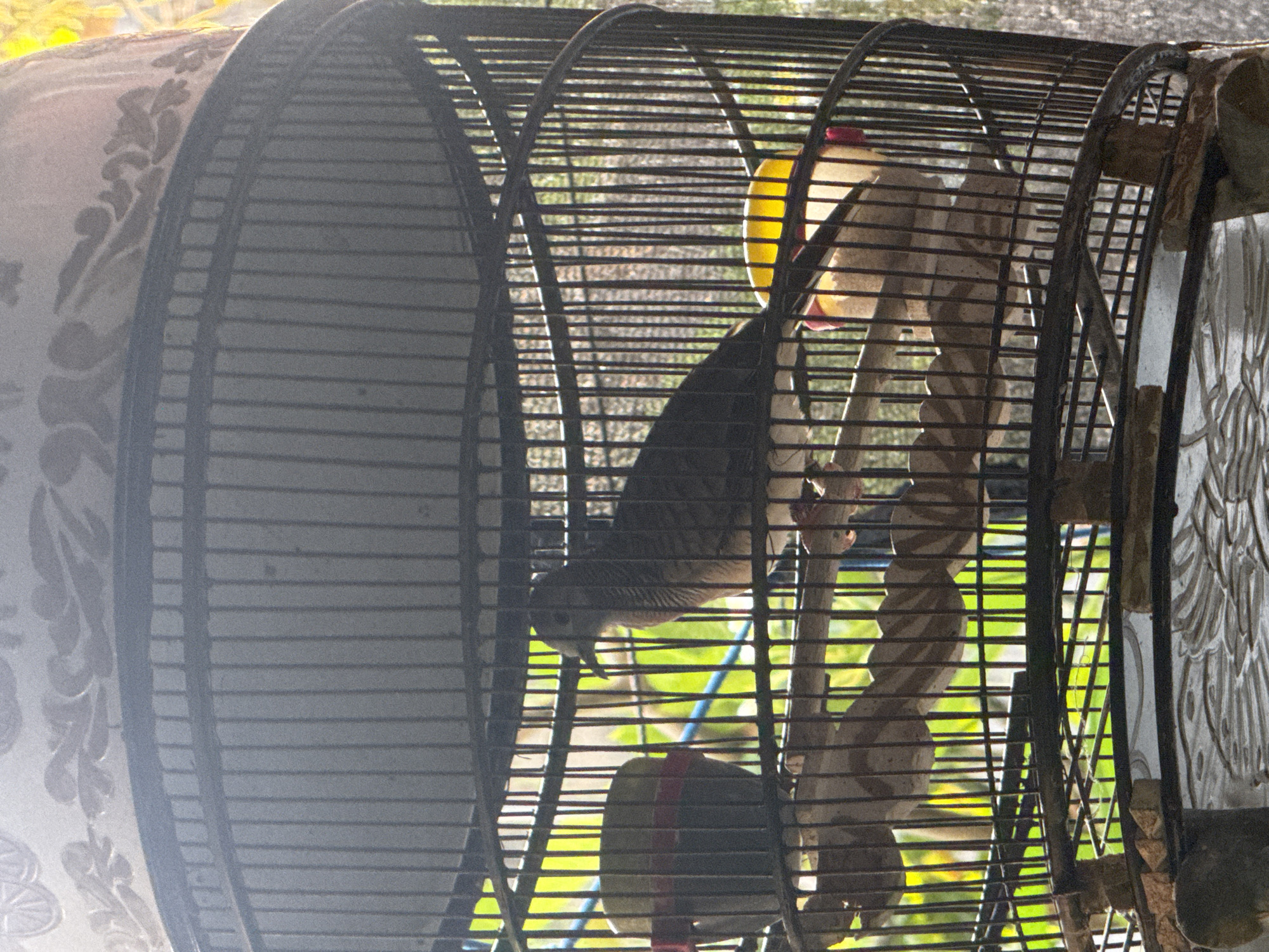 An adult Zebra Dove, identified by its brown plumage and striped neck, is perched inside a black metal birdcage. The bird is facing right, with its head turned slightly upwards. The cage contains two feeding bowls and a wooden perch. One bowl, on the left, is yellow and red, while the other, on the right, is partially visible and appears to contain food. The cage is placed near a window, with green foliage visible outside, suggesting an outdoor or well-lit indoor environment. The background is blurred, with hints of patterned wallpaper or decoration on a pot or vase at the top. The bottom of the image shows a textured surface, possibly a table or shelf. The scene is well-lit, likely by natural sunlight streaming through the window. The bird's posture and surroundings suggest it is in a domestic setting, potentially in a home or a bird sanctuary. The general context of Kuta, Indonesia, implies a tropical or subtropical climate, which would align with the lush green foliage seen outside the cage.