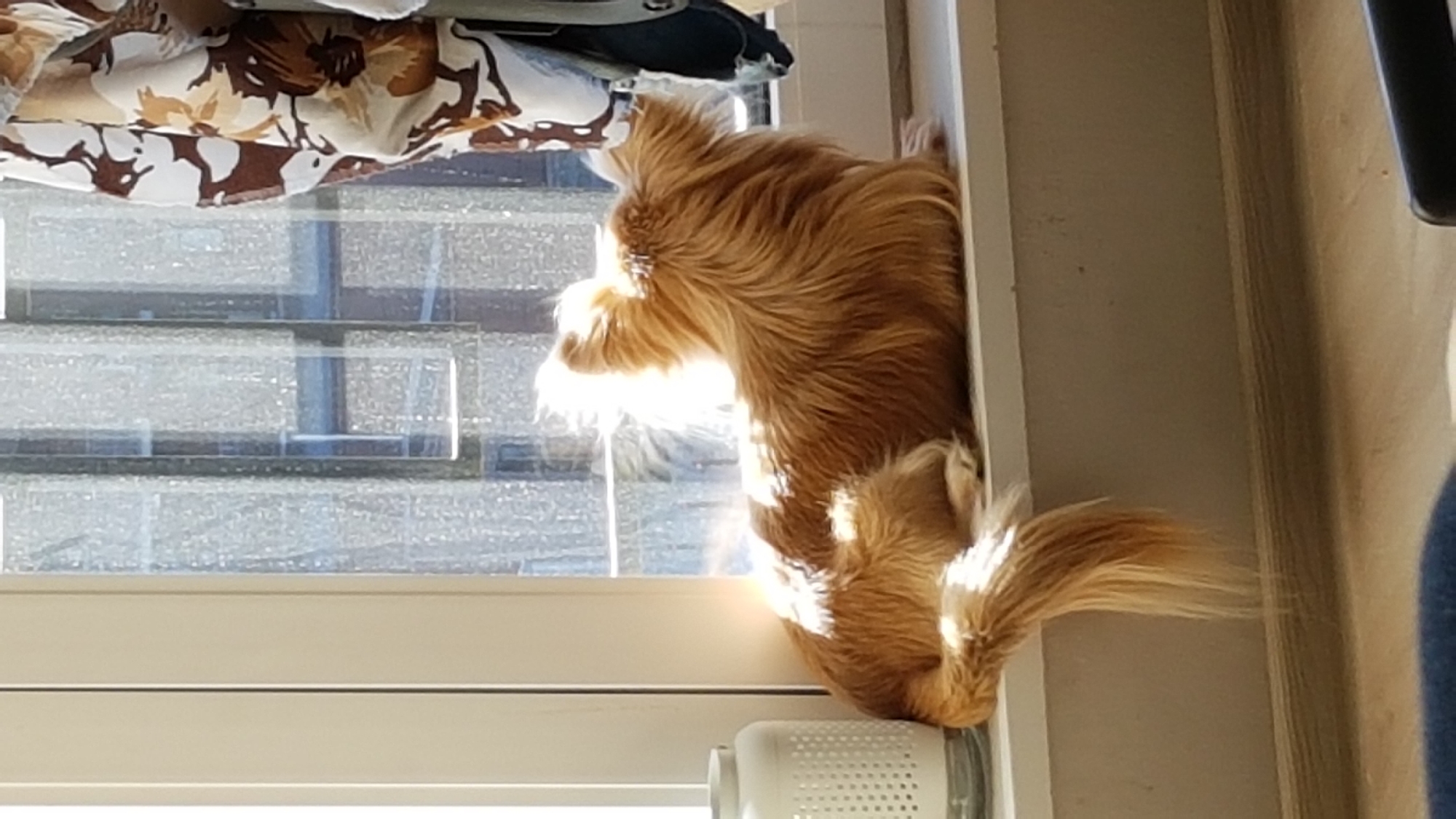 An indoor scene features a long-haired, golden-brown dog positioned near a window. The dog appears to be resting or looking out the window, with its head and front paws near the glass. The window has a multi-pane design, and sunlight streams through it, creating a bright glow around the dog's head and paws. Above the window, draped fabric with a floral pattern can be seen. A white cylindrical object sits on the window sill. The exact location in Saint Petersburg, Russia, is not discernible from the provided image.