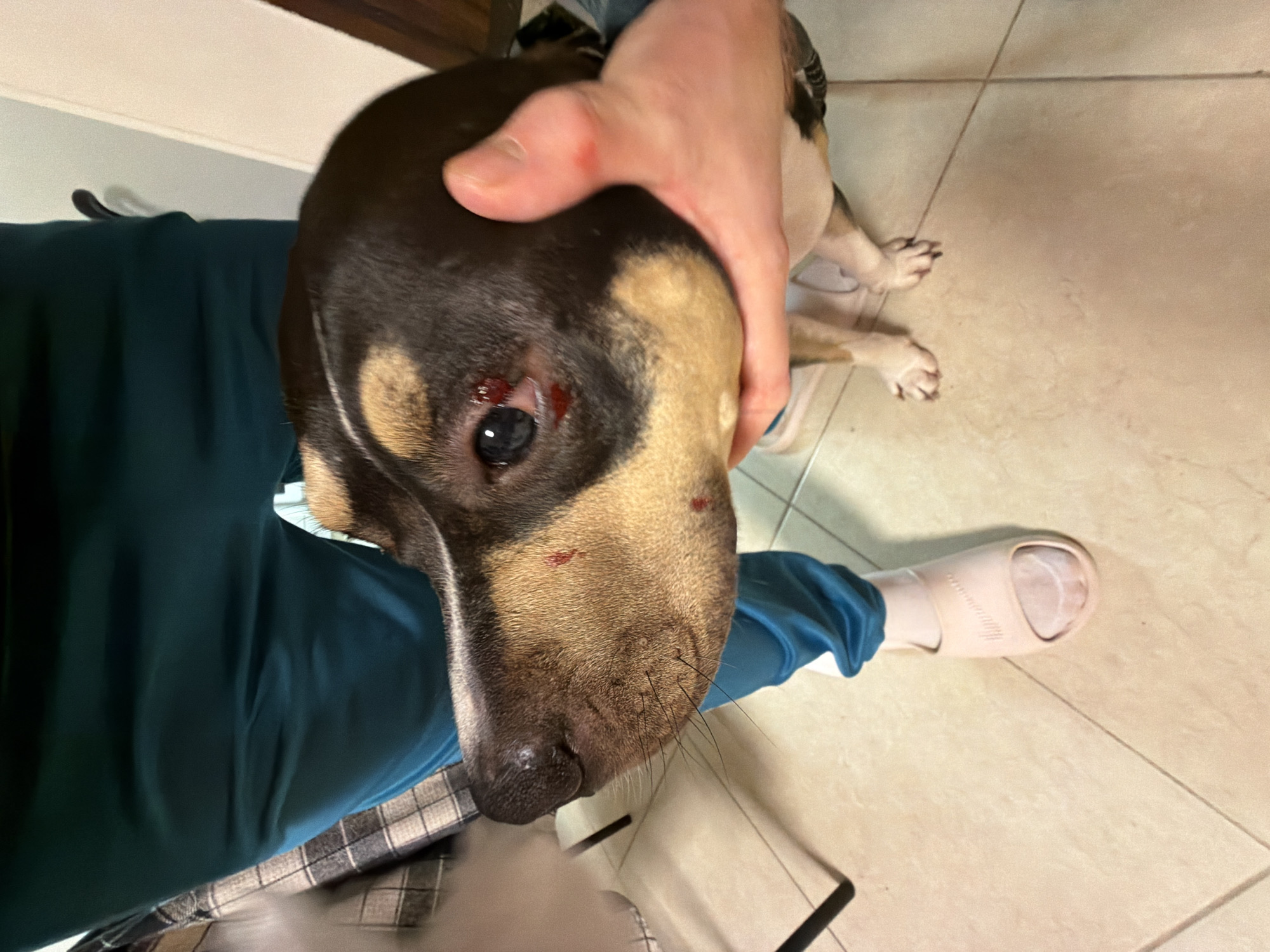 An indoor scene in the city of Tel-Aviv, Israel, depicts a multi-colored dog with black, tan, and white fur, primarily viewed from its head and front paws. A person, identified by their lower torso wearing dark teal pants and a right foot adorned with a light pink slide sandal, is holding the dog's head. The person's right hand is positioned around the dog's jawline and skull. The dog's left eye exhibits a visible injury, characterized by bright red blood or tissue on and around the lower eyelid and potentially extending into the conjunctiva or cornea. The eye itself appears dark blue or grey. Multiple distinct, small red abrasions or puncture marks are evident on the dog's snout and superior to its injured eye. The dog's nose is black, and whiskers are prominent on its muzzle. The dog is in a standing or seated position, its front paws resting on a light-colored tiled floor with dark grout lines. The immediate environment includes a white wall in the background, a dark brown wooden door frame or trim element partially visible in the upper right, and a portion of a plaid or checkered fabric next to a black chair leg on the left. The scene is illuminated by interior lighting.