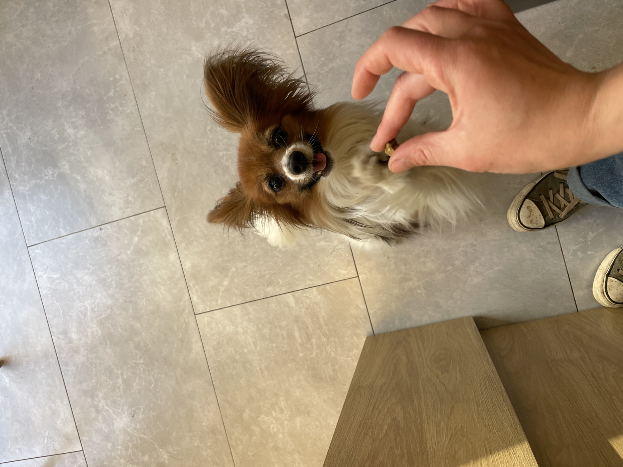 A small dog with brown and white fur and large, erect ears, a Papillon breed, stands on a tiled floor with a light gray, marbled pattern. The dog looks up at a hand holding a small, brown treat. The hand belongs to a person wearing blue jeans and dirty, gray canvas shoes. To the bottom right of the image, a section of light brown, wood-patterned flooring is visible. The scene is indoors. There are no visible identifying landmarks to associate the location with Budva, Montenegro.