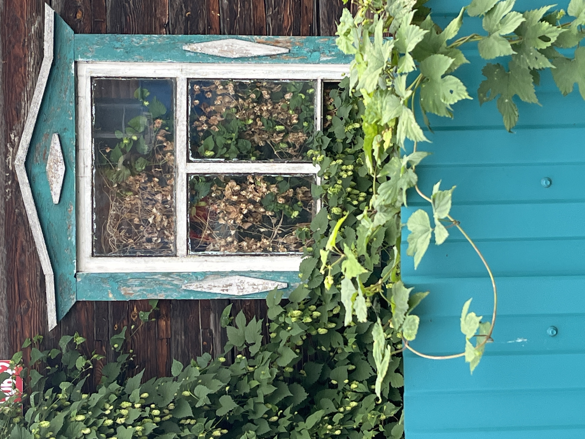 The image shows a close-up view of an old wooden house with a turquoise-trimmed window. The house has dark brown wooden siding. Green vines with small hop cones are growing up the left side of the house and across a bright turquoise metal fence in the foreground. The window itself is divided into two panes by a white frame. The panes are filled with a mix of green leaves and dry, brown plant material, possibly dried hop cones or other withered vegetation. The turquoise trim around the window is weathered and peeling in places. The overall scene is one of overgrown nature encroaching on a rustic dwelling. The location of the image is identified as Ust-Sema, Russia, which is a rural settlement in the Altai Republic. There are no people or animals visible in the image, and no specific actions or interactions are depicted. The environment is characterized by vegetation, the house structure, and the fence.