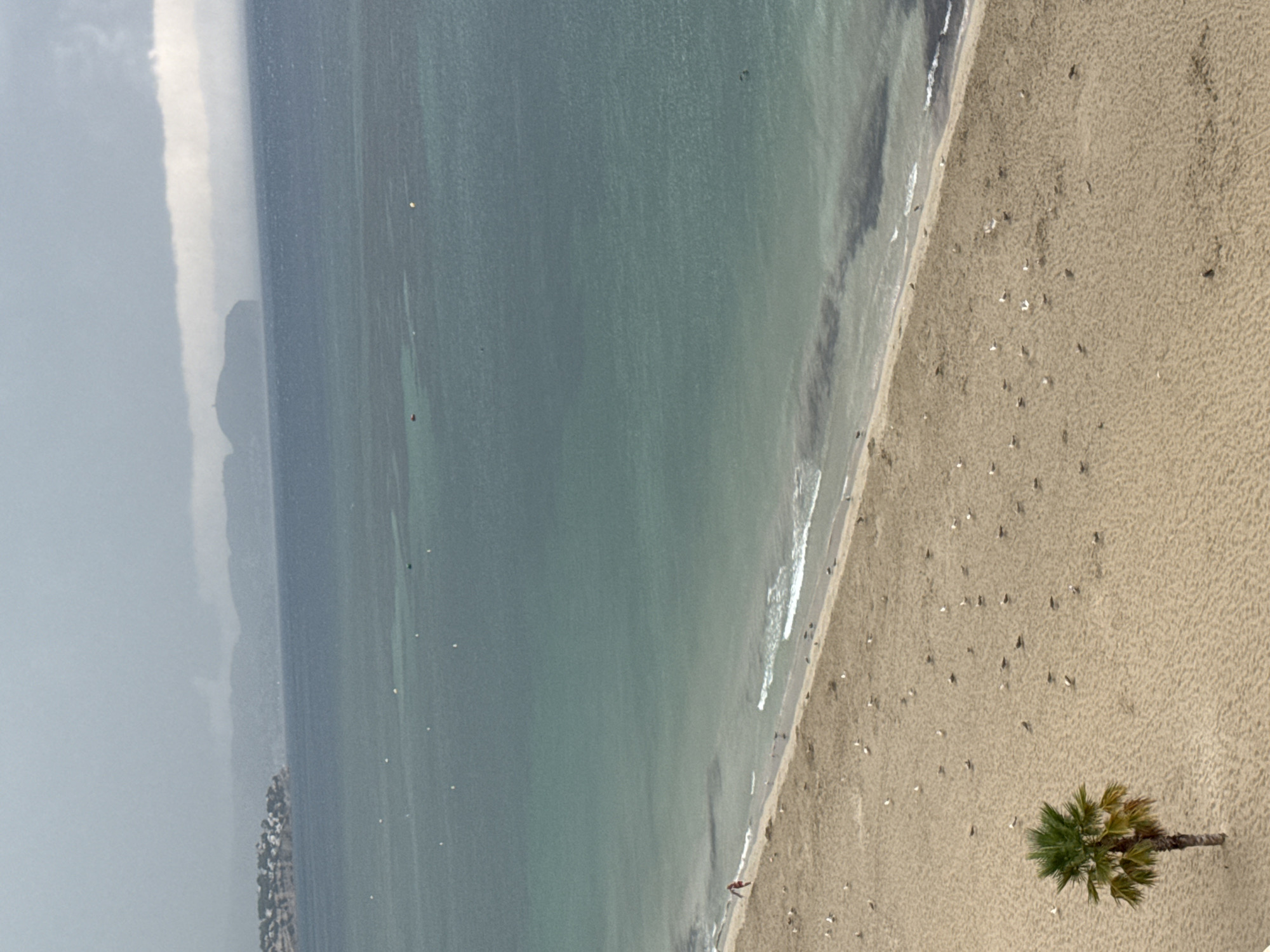 The image shows a wide, sandy beach in Calp, Spain, with the Mediterranean Sea stretching out to the horizon. The water is a clear turquoise, with gentle waves lapping at the shore. A few small boats are visible in the distance, as well as a single figure walking along the waterline. The beach itself is dotted with numerous seagulls, some standing and others appearing to be walking or feeding. In the foreground, a lone palm tree stands on the sand, its fronds reaching towards the overcast sky. In the background, the distinctive Peñón de Ifach rock formation rises dramatically from the sea, and a small town is visible nestled along the coastline. The overall impression is one of a peaceful, albeit somewhat overcast, day at the beach.