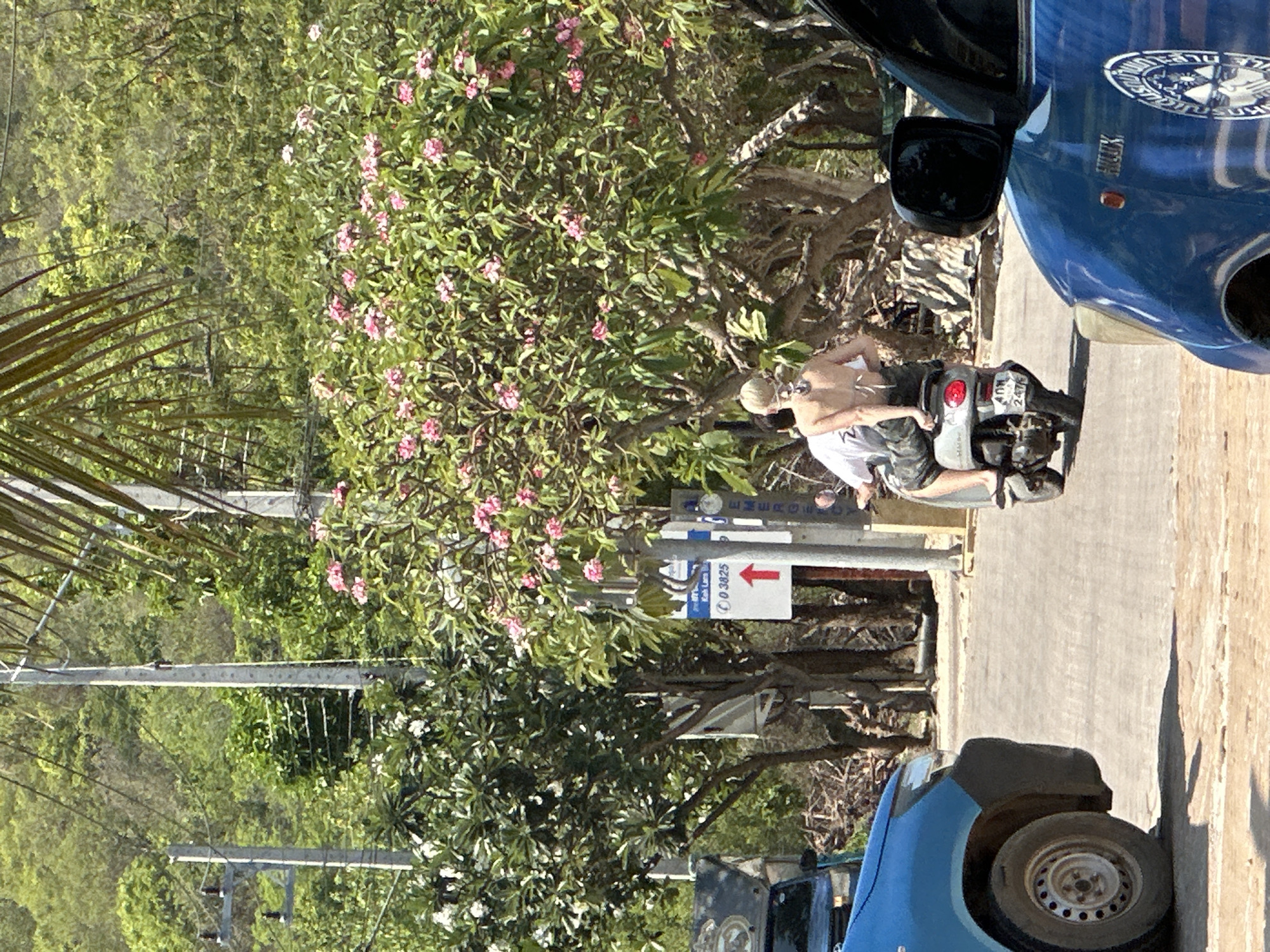 A sunlit, medium-shot, low-angle image depicts a partially dressed individual seated on a scooter, flanked by parked blue vehicles on a paved road. Lush tropical foliage with pink flowers dominates the background. A utility pole and a street sign with an arrow pointing upwards, bearing the number 03825, are positioned near the scooter. The license plate on the scooter has the characters KUW 2476 visible. The location is Pattaya City, Thailand.