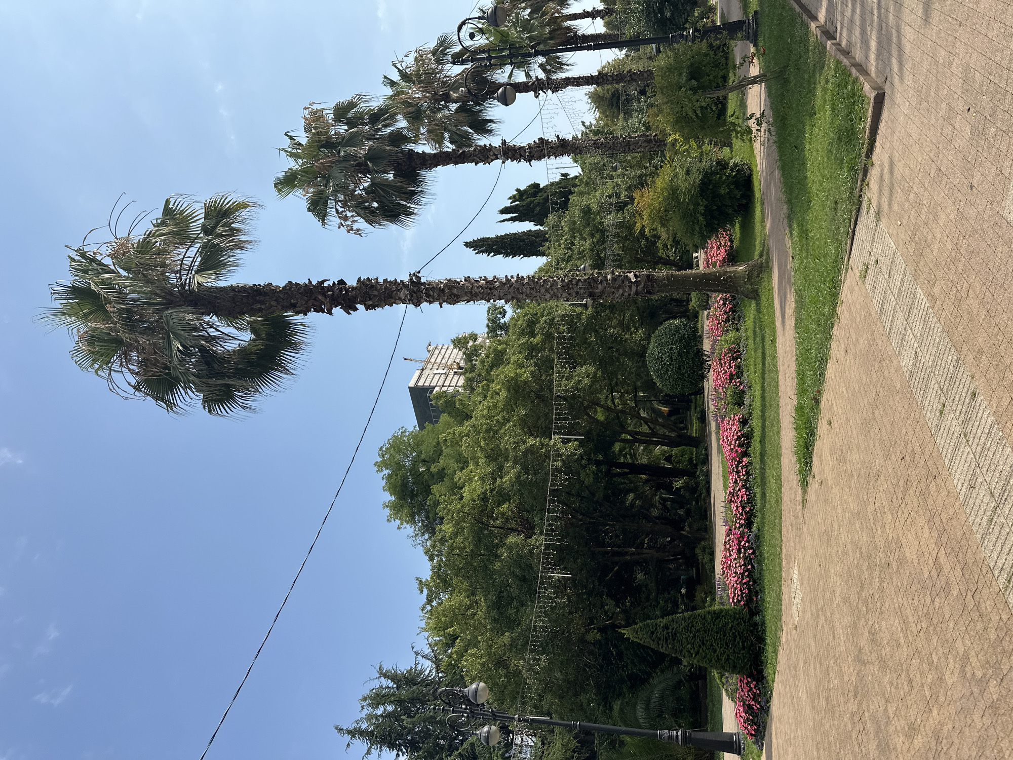 The image depicts a sunlit park area with a paved walkway in the foreground. A row of vibrant pink flowers lines a grassy area, bordered by a well-maintained evergreen tree and various green shrubs. Several tall palm trees are prominent features of the landscape, with some displaying dry fronds. In the background, lush green trees form a dense backdrop, and a modern building under construction with scaffolding is visible. Decorative string lights are strung between lamp posts and trees, suggesting a festive or ornamental purpose. The sky is clear blue, with a few wispy clouds. The scene appears to be located in a temperate or subtropical climate, consistent with the city of Sochi, Russia, known for its coastal parks and palm trees. There are no people or animals visible in the image.