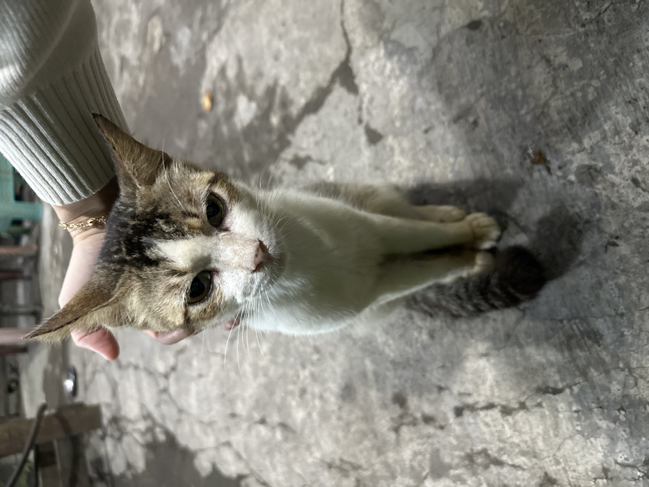 The image displays a high-angle, top-down view of a domestic cat being gently held by a human hand. The image is rotated counter-clockwise, with the cat's head facing towards the bottom-right and its body extending towards the upper-left if the image were re-oriented vertically.
The cat is the central and dominant subject. It has short fur with a distinctive tabby and white pattern. Its face is primarily white with brown/tan and dark tabby markings around its eyes and ears, extending down its back. Its eyes are dark, appearing black or very dark brown, and are looking directly up towards the camera. Its nose is a light pinkish-brown. The cat's ears are erect and pointed, with a mix of brown and white fur, and some darker tips. Its whiskers are visible, extending outwards from its muzzle. The cat's front paws are tucked neatly together, and its striped tabby tail is visible extending towards the upper-left of the frame, resting on the ground.
A human hand is gently cupping or holding the cat's body just behind its front legs, near its chest. The hand has light skin, and a portion of a white, ribbed long-sleeved garment (possibly a sweater or sleeve) is visible on the arm. A delicate gold-colored chain bracelet is worn on the wrist. The hand appears to be supporting or comforting the cat.
The setting appears to be an outdoor or semi-outdoor concrete or paved surface. The ground is a rough, light gray concrete with various darker patches and stains, suggesting wear or moisture. There are also visible shadows on the ground, indicating an overhead light source, possibly artificial or a cloudy sky. The lighting seems somewhat dim, but the cat's fur is well-lit, suggesting direct illumination on the subject. The background behind the hand and cat is out of focus, showing indistinct shapes and tones consistent with a building or outdoor structure. No text is visible in the image. The overall mood is one of gentle interaction and quiet observation.