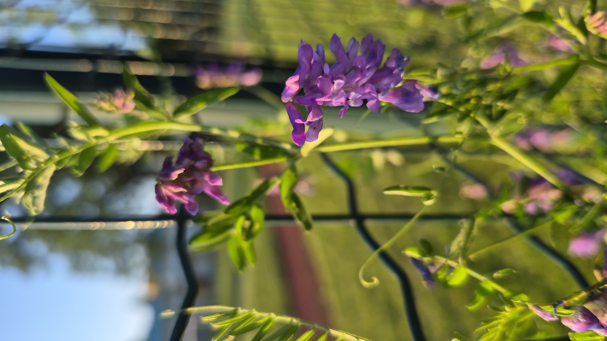 This is a close-up, vertical, outdoor, eye-level shot of purple flowers and green foliage climbing on a wire fence. The flowers are small and clustered together on thin green stems. The background is softly blurred, with a green grassy area and a red track visible. The sky is a clear, pale blue. The fence appears to be made of black wire. The lighting suggests it is either early morning or late afternoon, with the sun casting a warm glow on the scene. The image does not contain any people, actions, or interactions. The location is identified as Krauja, Latvia.