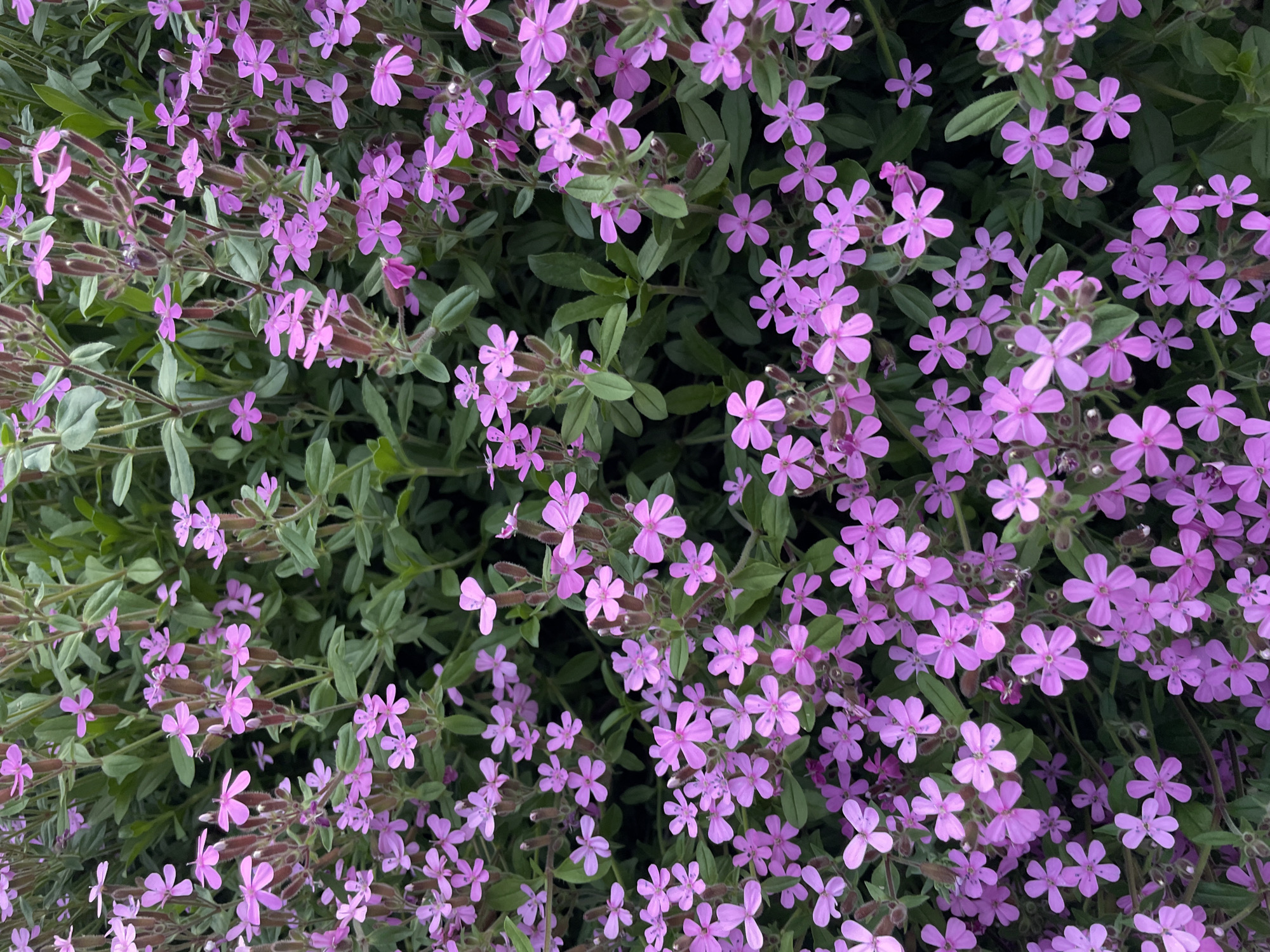 The image shows a dense cluster of pink flowers with five petals each, interspersed with green foliage. The flowers are likely growing in a garden or a natural setting. The location is not discernible from the visual information provided.