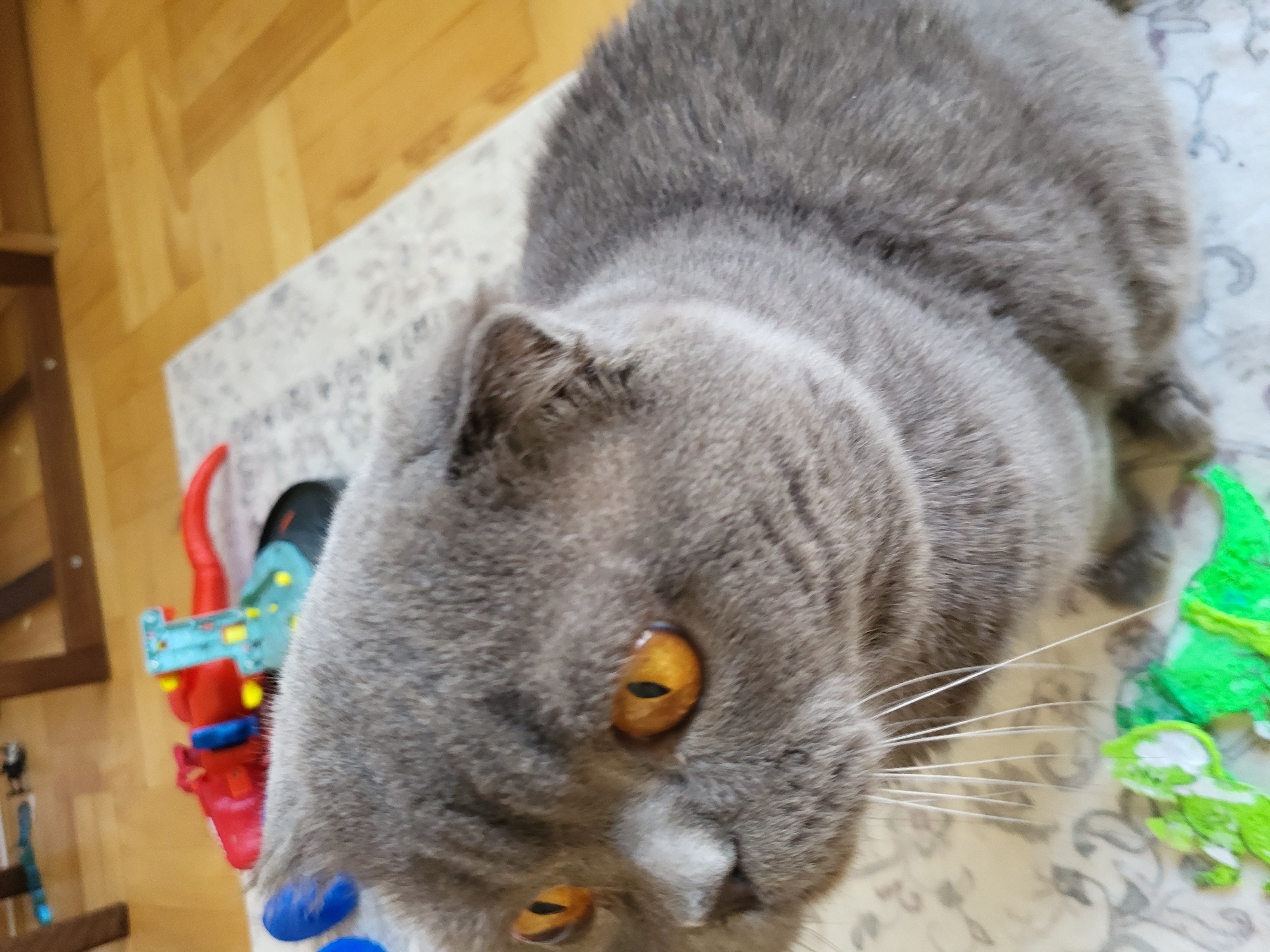 A blue-grey Scottish Fold cat is captured in a medium close-up, facing left with its head slightly angled downward. The cat possesses dense, short, blue-grey fur, characteristic folded ears, and prominent, round, amber-orange eyes with vertical black pupils. White whiskers extend from its muzzle. The cat is seated on a light-colored rug adorned with a subtle grey patterned design. In the blurred foreground, partially obscured by the cat's chest, is a bright green toy, possibly a dinosaur figurine, with white accents. Behind the cat, on the rug, a brightly colored children's toy, predominantly red with blue and yellow plastic components, is visible, appearing to be a blaster or similar item with a red flexible extension. The background reveals a light wooden floor with distinct planks and blurred elements of wooden furniture, indicating an indoor domestic setting. The scene is located in the city of Unknown, Unknown.