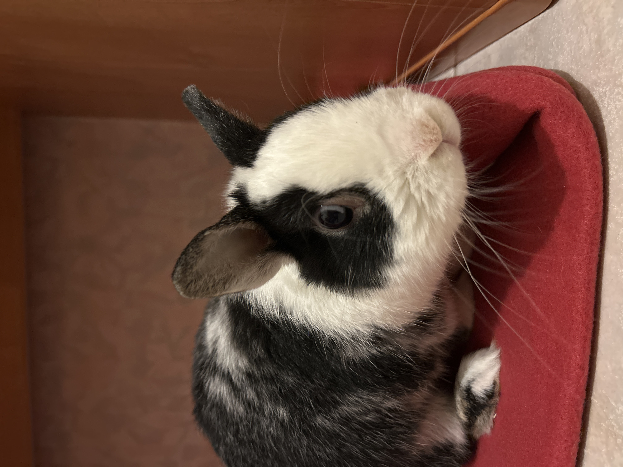 A close-up photograph depicts a black and white rabbit nestled in a red, soft-looking material. The rabbit has one ear perked up and the other folded over. The location in the city of Truchtersheim, France is unknown.
