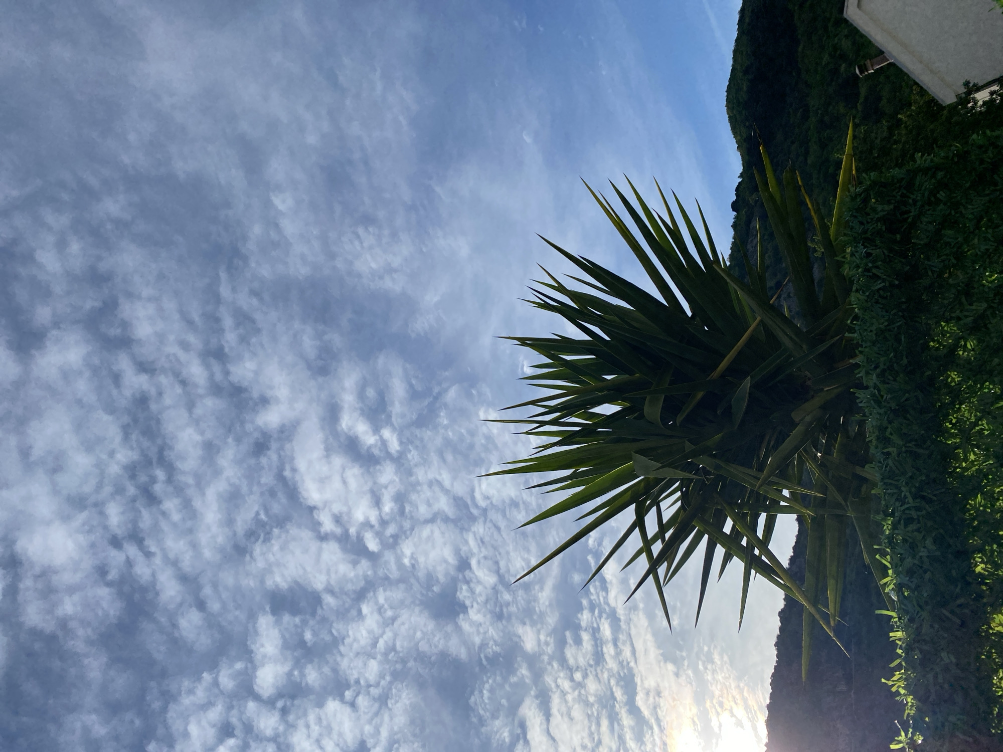 A low-angle shot shows a plant with long, spiky leaves against a bright blue sky filled with small, scattered clouds. The sun is low in the frame, behind the plant. To the right, there's a lush green hillside or mountain. The location is Budva, Montenegro.