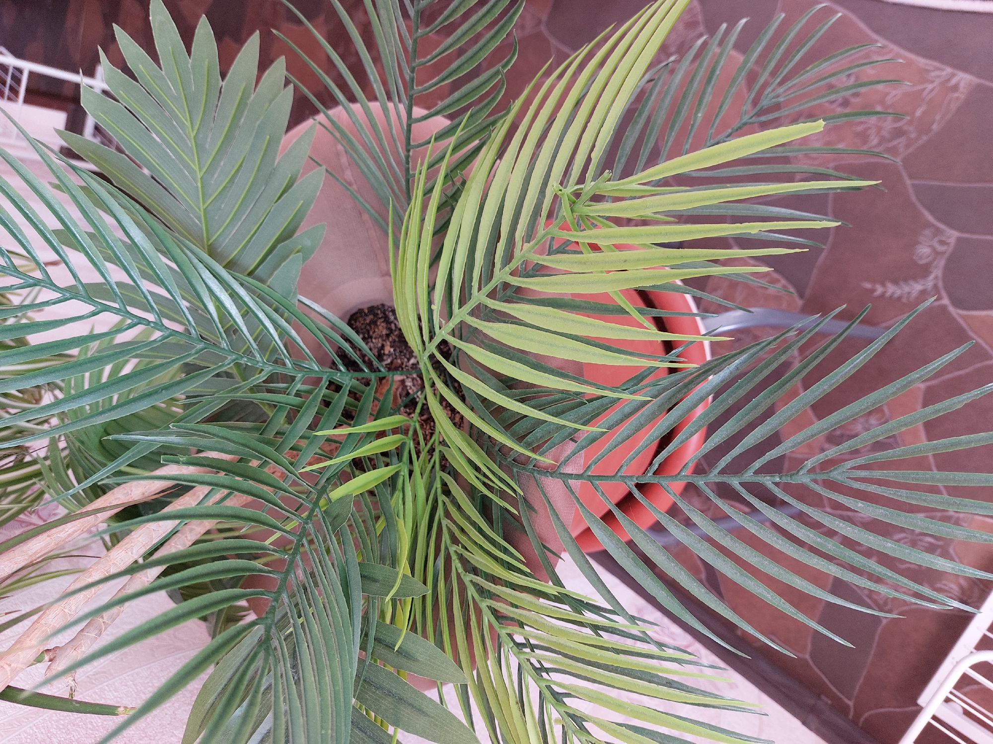 A high-angle, medium shot depicts a potted plant with a mix of palm-like and broader, leaf-like fronds. The plant is contained within a terracotta-colored pot. The location is not provided.