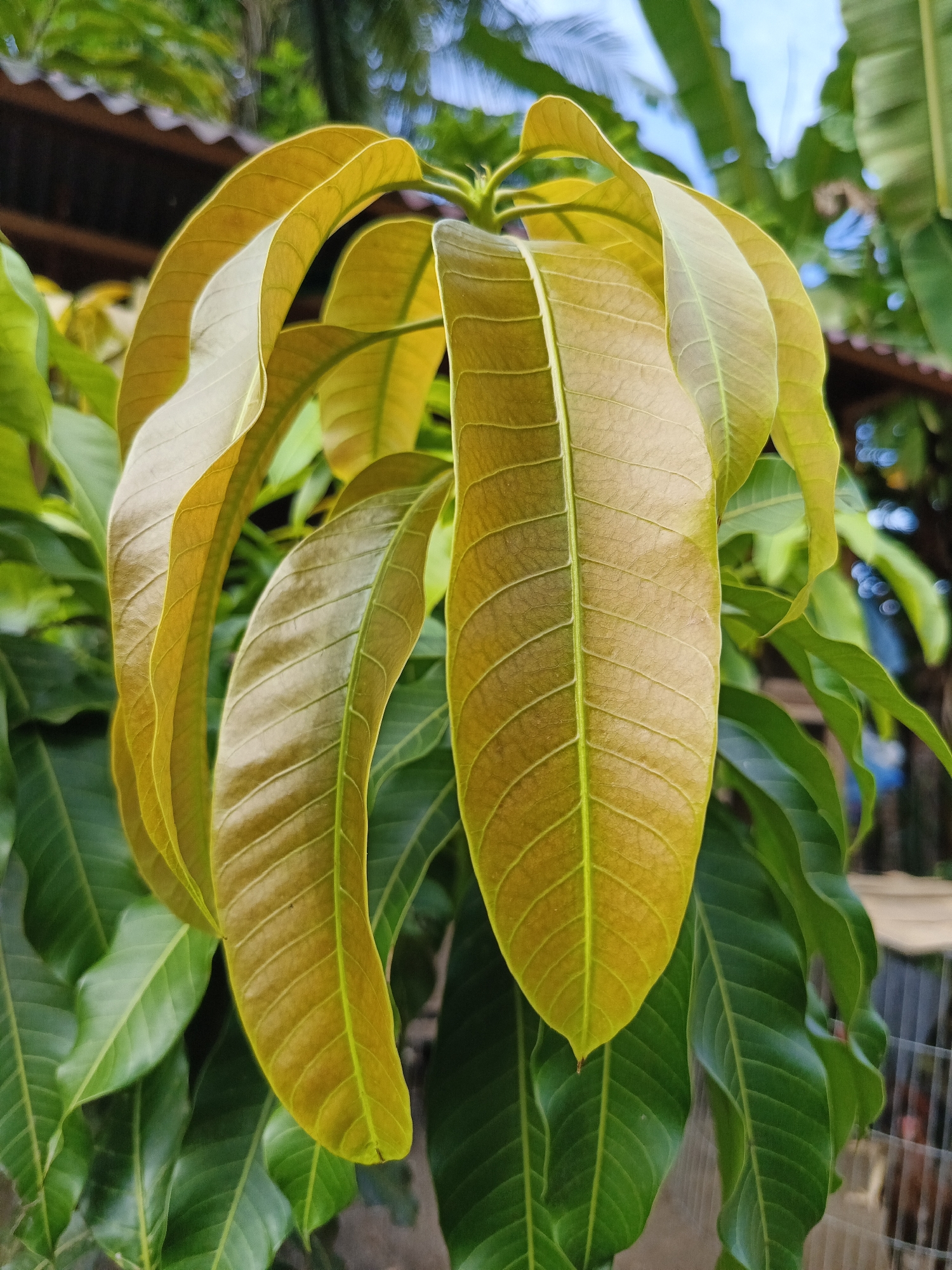 The image captures a close-up of mango tree foliage in Lhokseumawe, Indonesia. At the forefront, a cluster of young, light brown-yellow mango leaves stands out against the backdrop of mature, dark green leaves. The leaves exhibit a pronounced venation pattern, with distinct veins running along their length. The overall environment appears to be a lush, tropical garden with glimpses of the sky and nearby structures visible through the leaves.