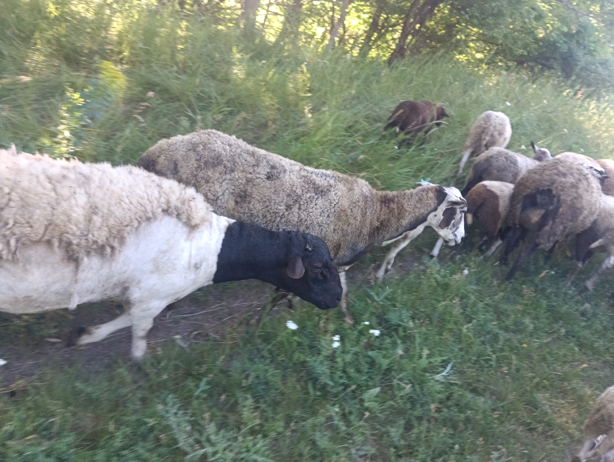 A flock of sheep are grazing in a grassy area with trees in the background. In the foreground, a black-headed sheep with a white body is facing left. Behind it, several other sheep are visible, some with brown and white wool, and others with dark brown wool. The sheep are spread out in the field, with some appearing to be walking or grazing. The lighting suggests it is daytime, with sunlight filtering through the trees. The ground is covered in green grass and some dry leaves.