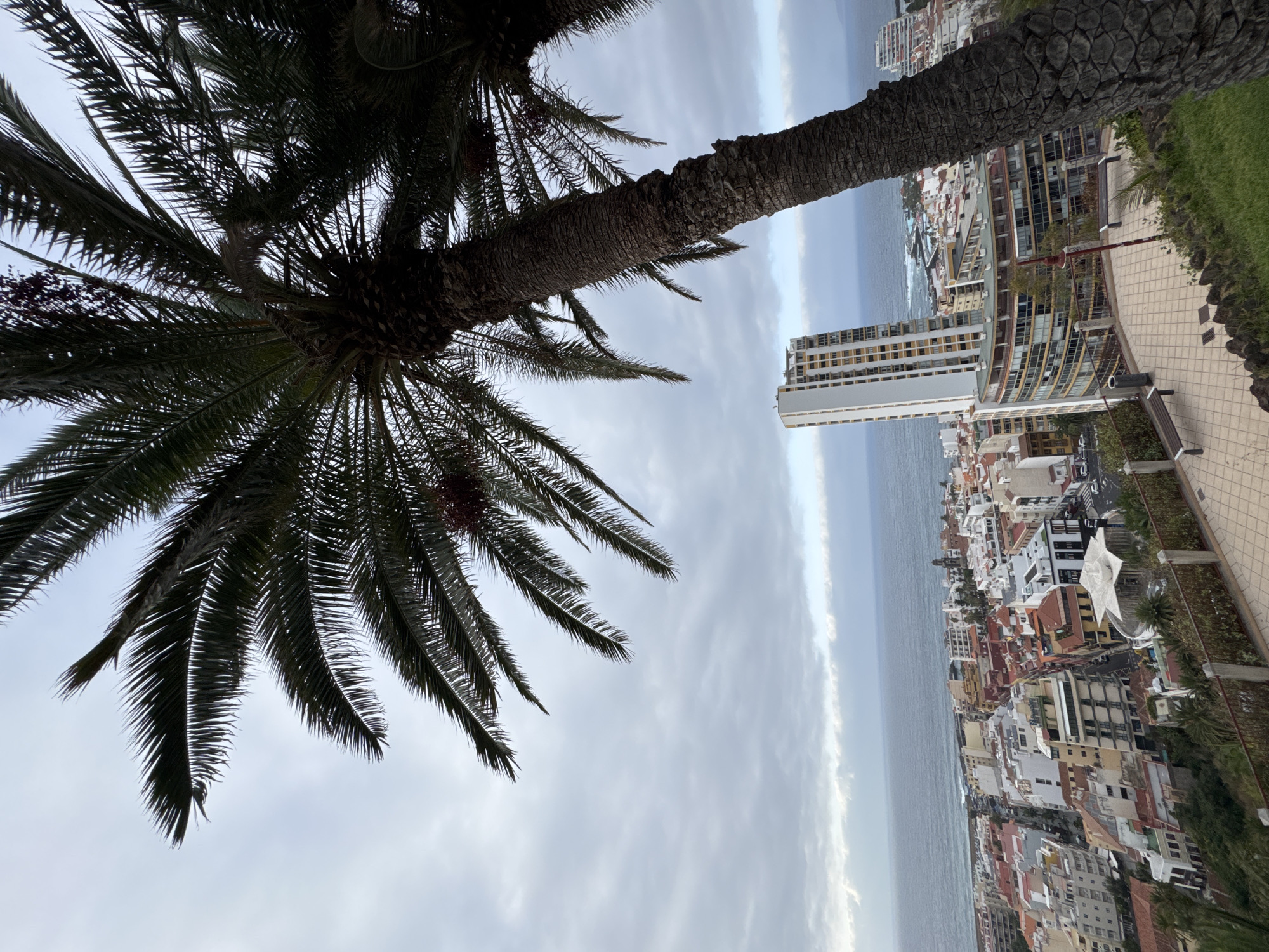 This is a vertical, medium-shot photograph taken from an elevated viewpoint, looking down at a coastal city. Two palm trees dominate the foreground, their fronds obscuring parts of the sky and city below. The sky is overcast, with a strip of brighter sky and clouds visible above the ocean.
The city below is densely packed with buildings of varying heights and architectural styles. Many buildings feature red-tiled roofs, common in Mediterranean and coastal regions. Several taller buildings, including a prominent white and yellow high-rise apartment building, stand out amongst the lower structures. A body of water, likely the ocean, stretches across the horizon, with small waves visible near the shore.
In the mid-ground, a paved walkway with benches and railings suggests a public viewing area or park. The walkway is lined with lush green vegetation. The overall scene depicts a tropical or subtropical coastal urban environment under a cloudy sky.